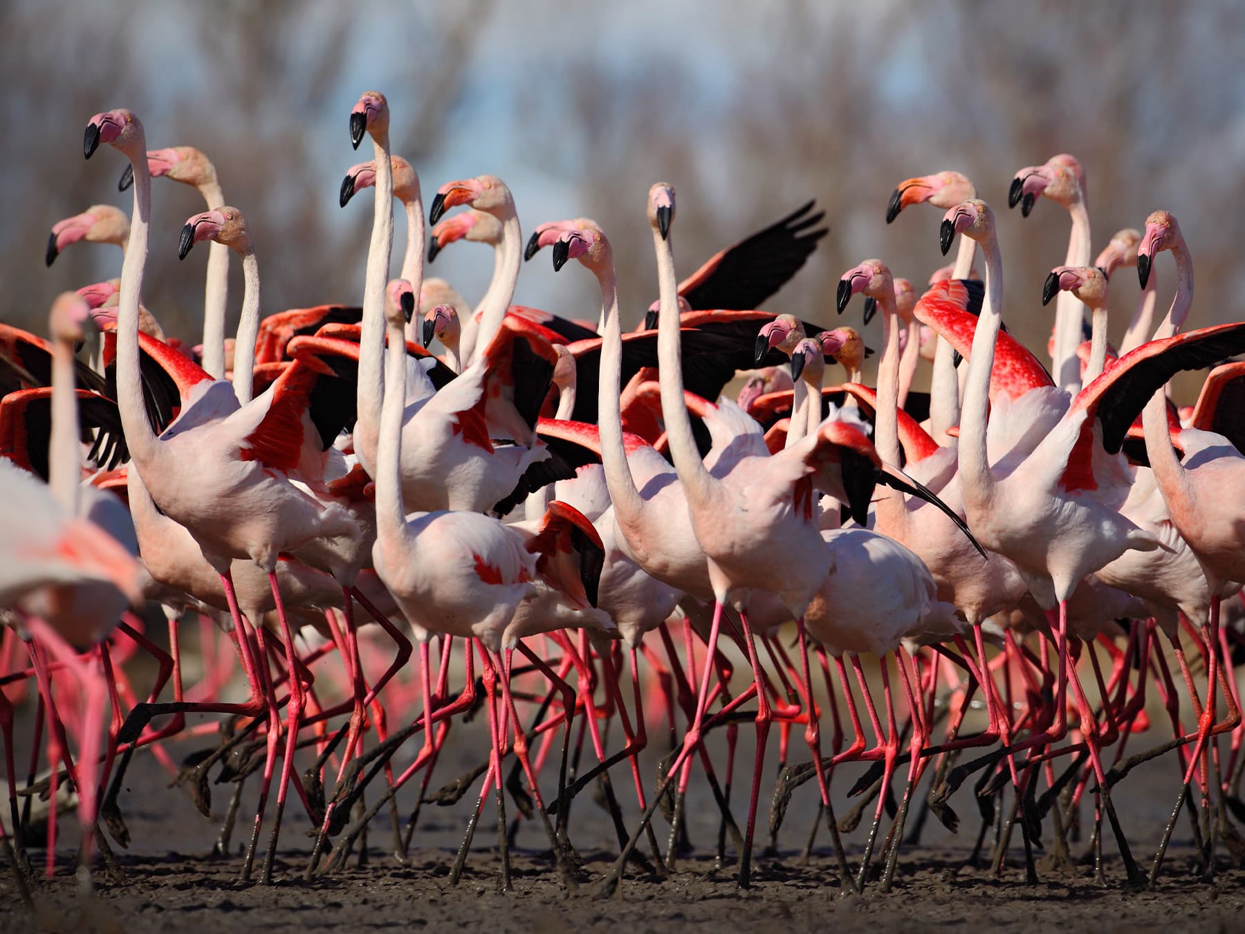 Group of greater flamingos in water