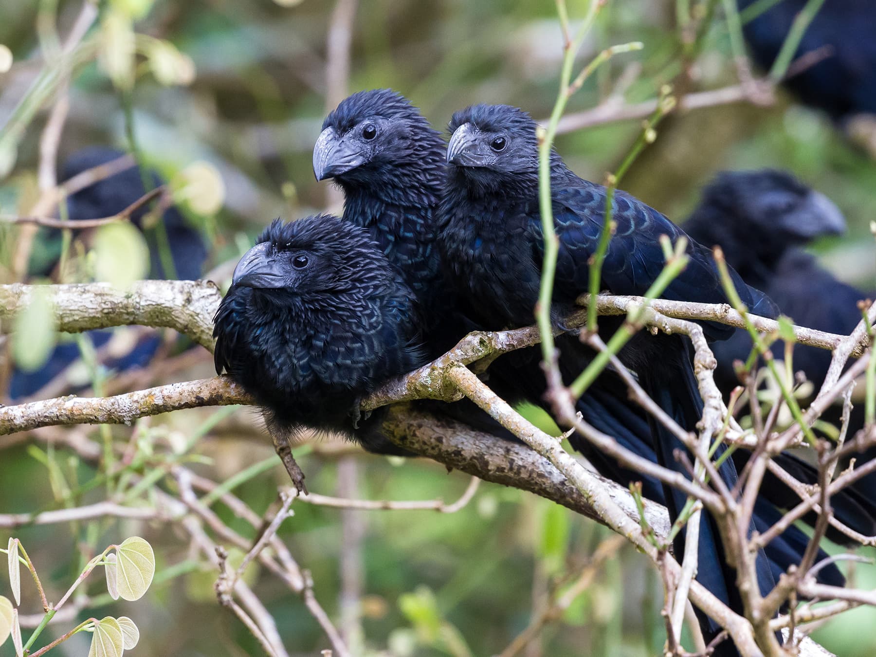 Group of groove billed anis