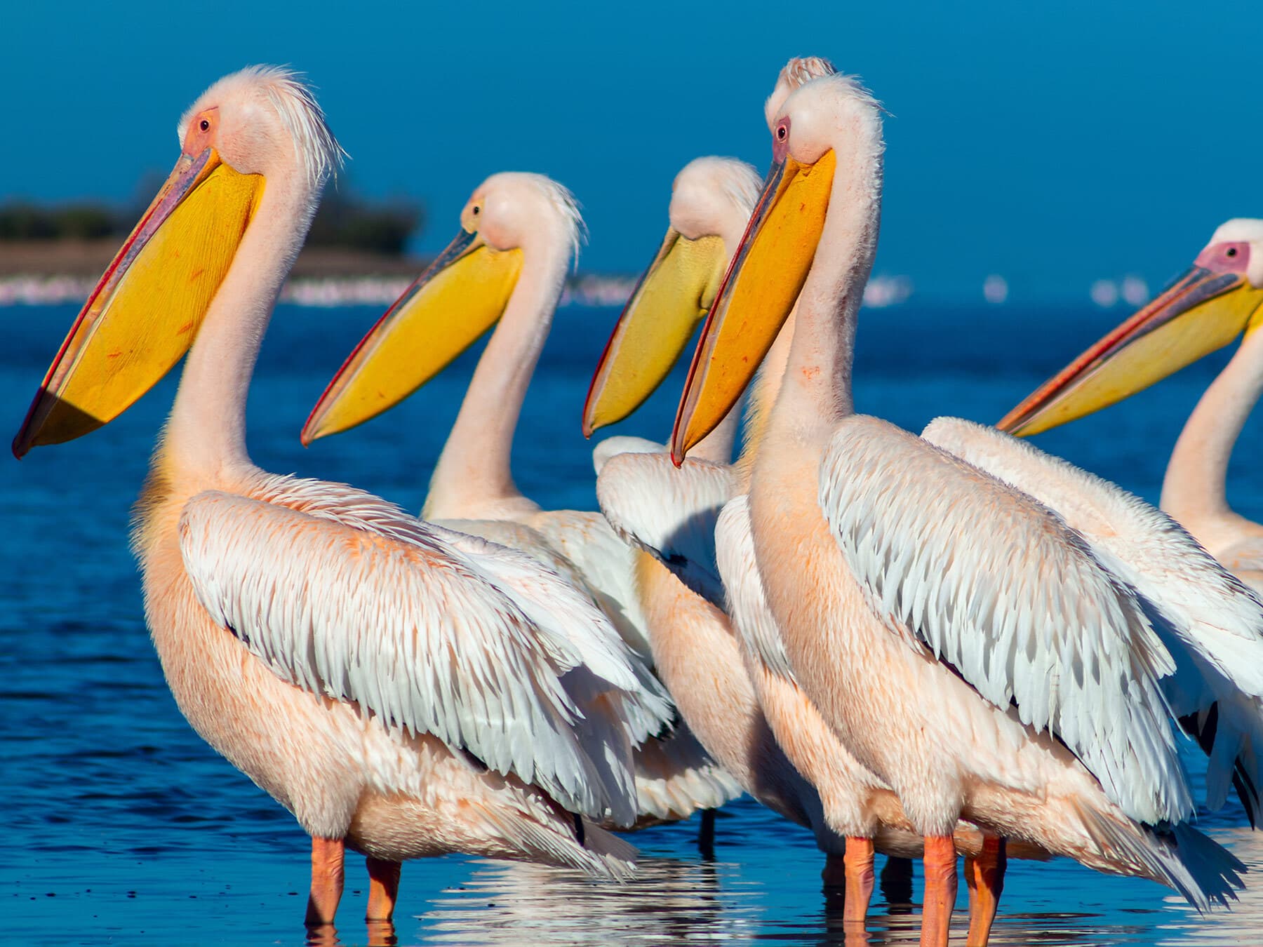 Group of pelicans