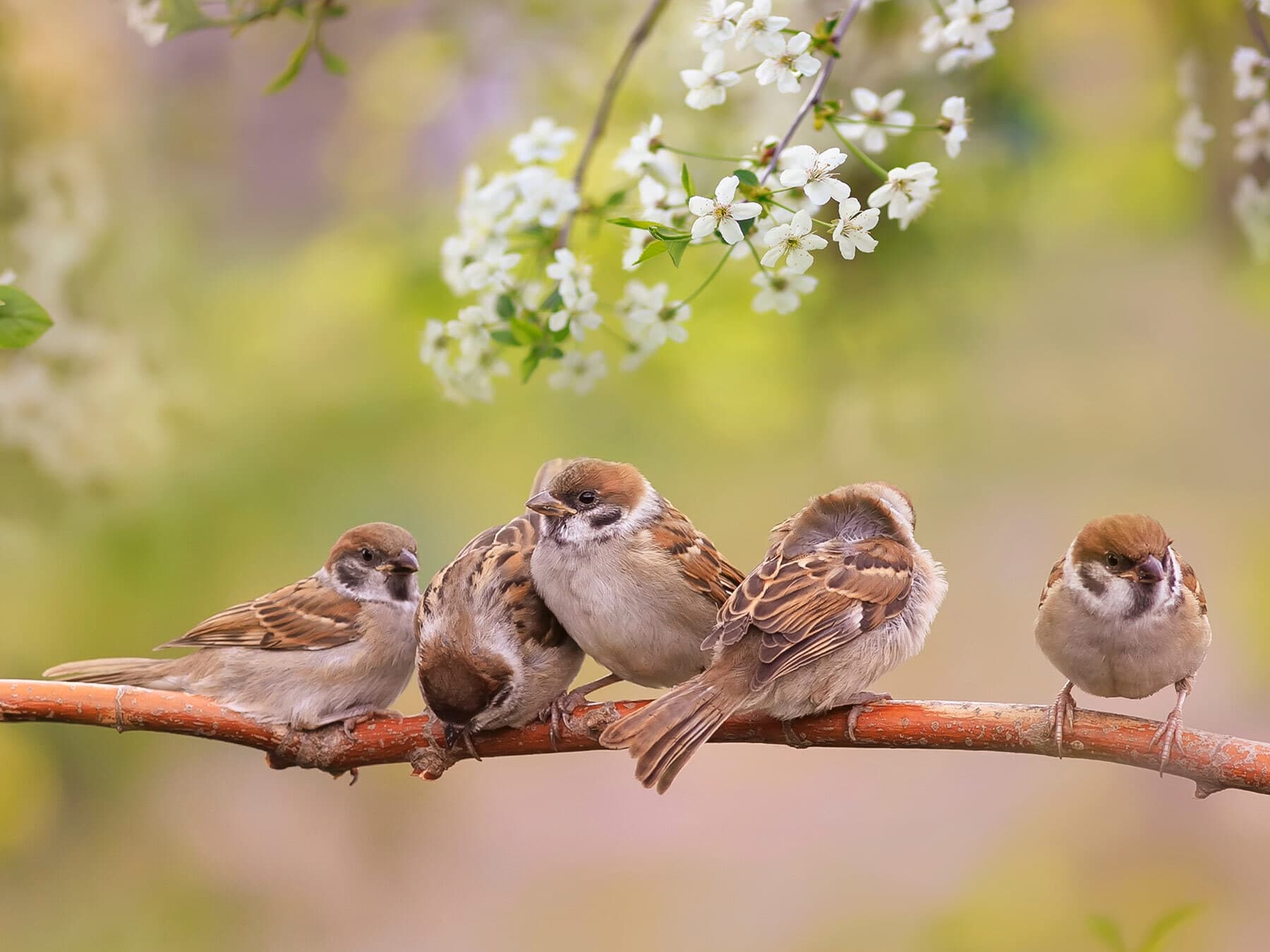 Group of sparrows