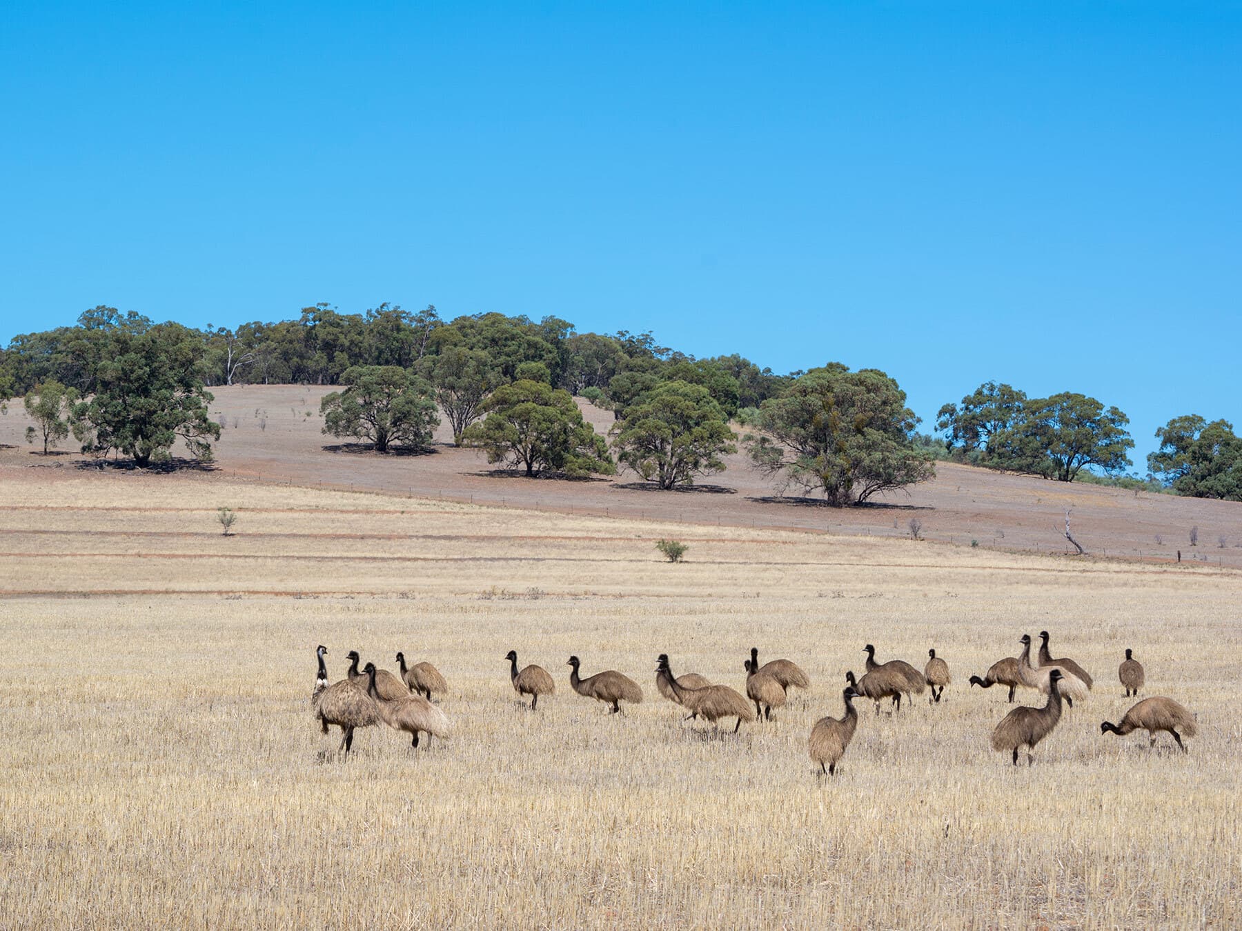 Group of young emus