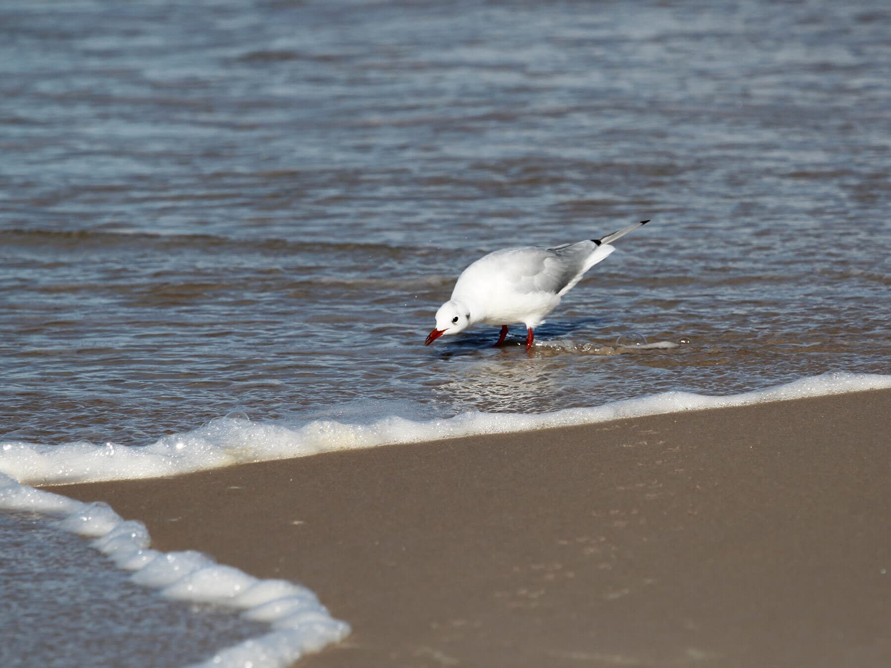 Gull drinking water