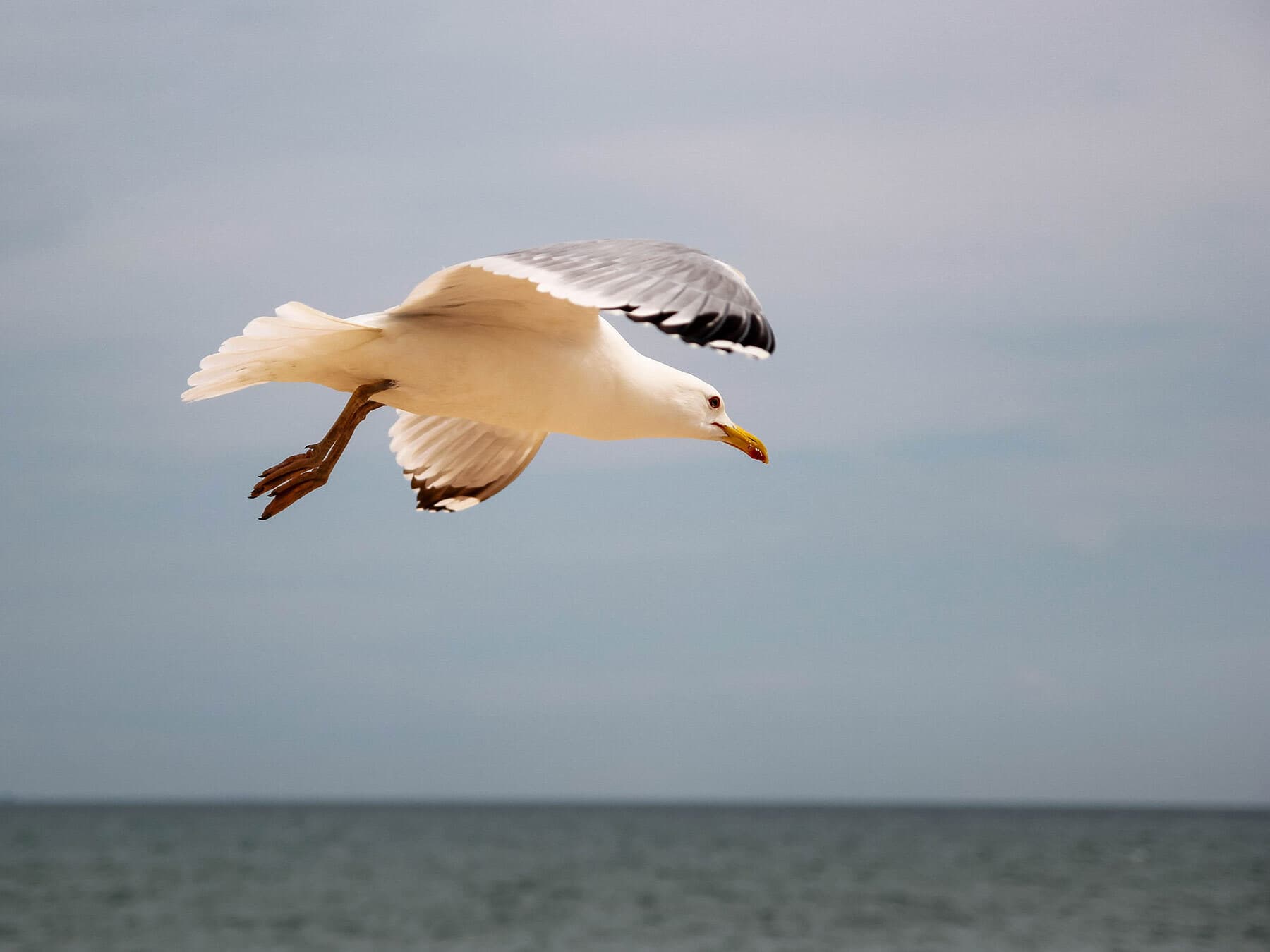Gull searching for food