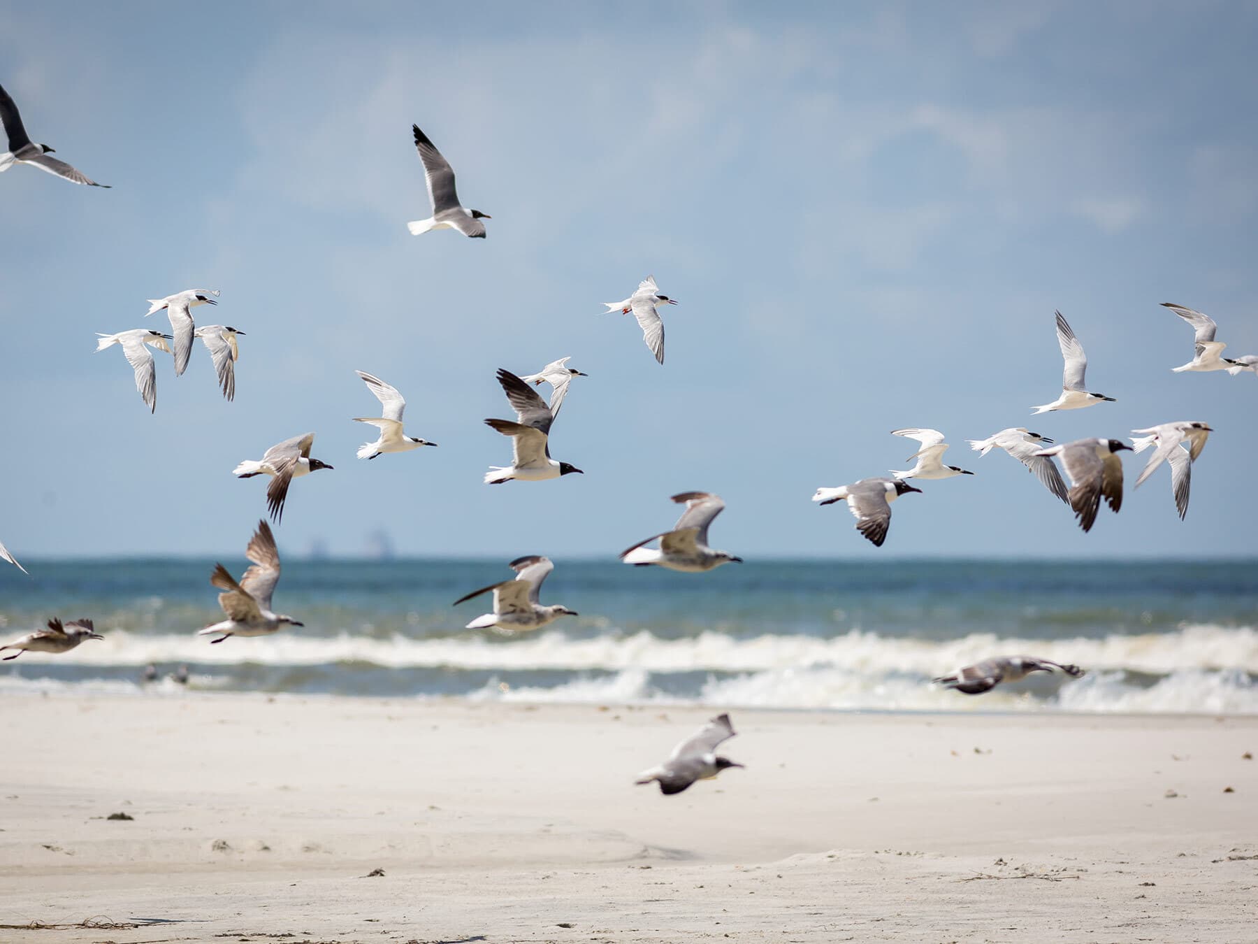 Gulls migration