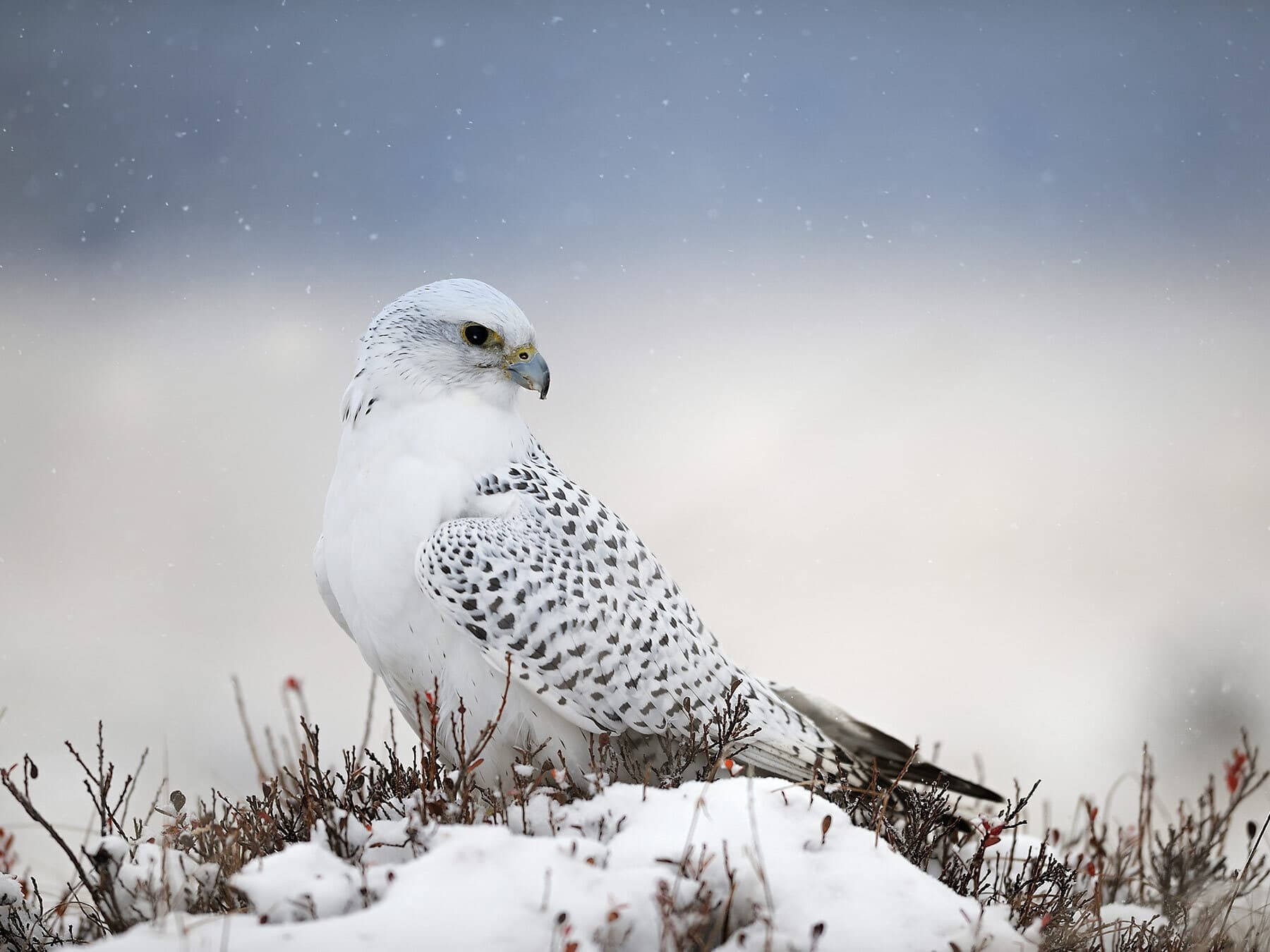 Gyrfalcon