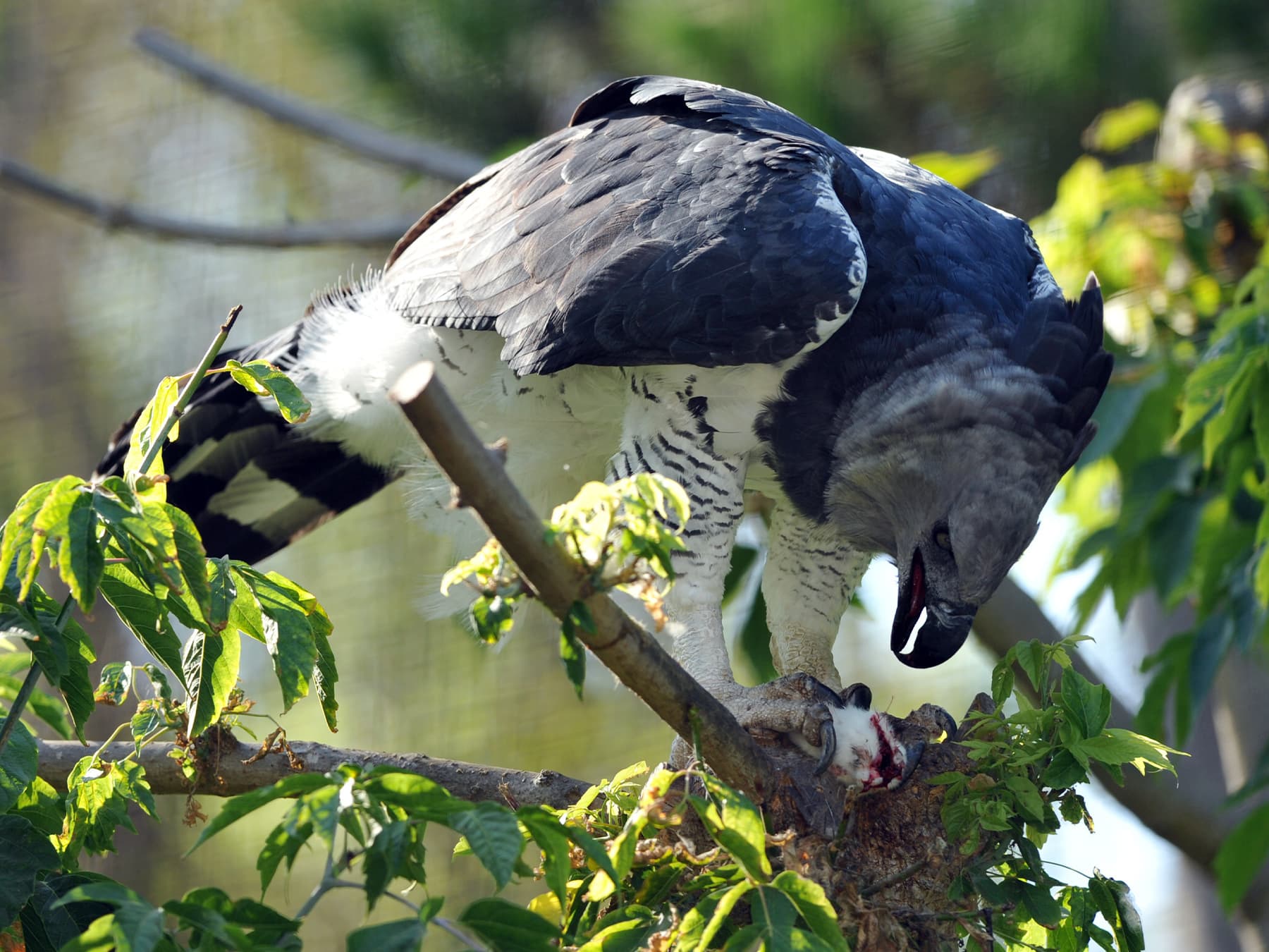 Harpy Eagle feeding on its prey