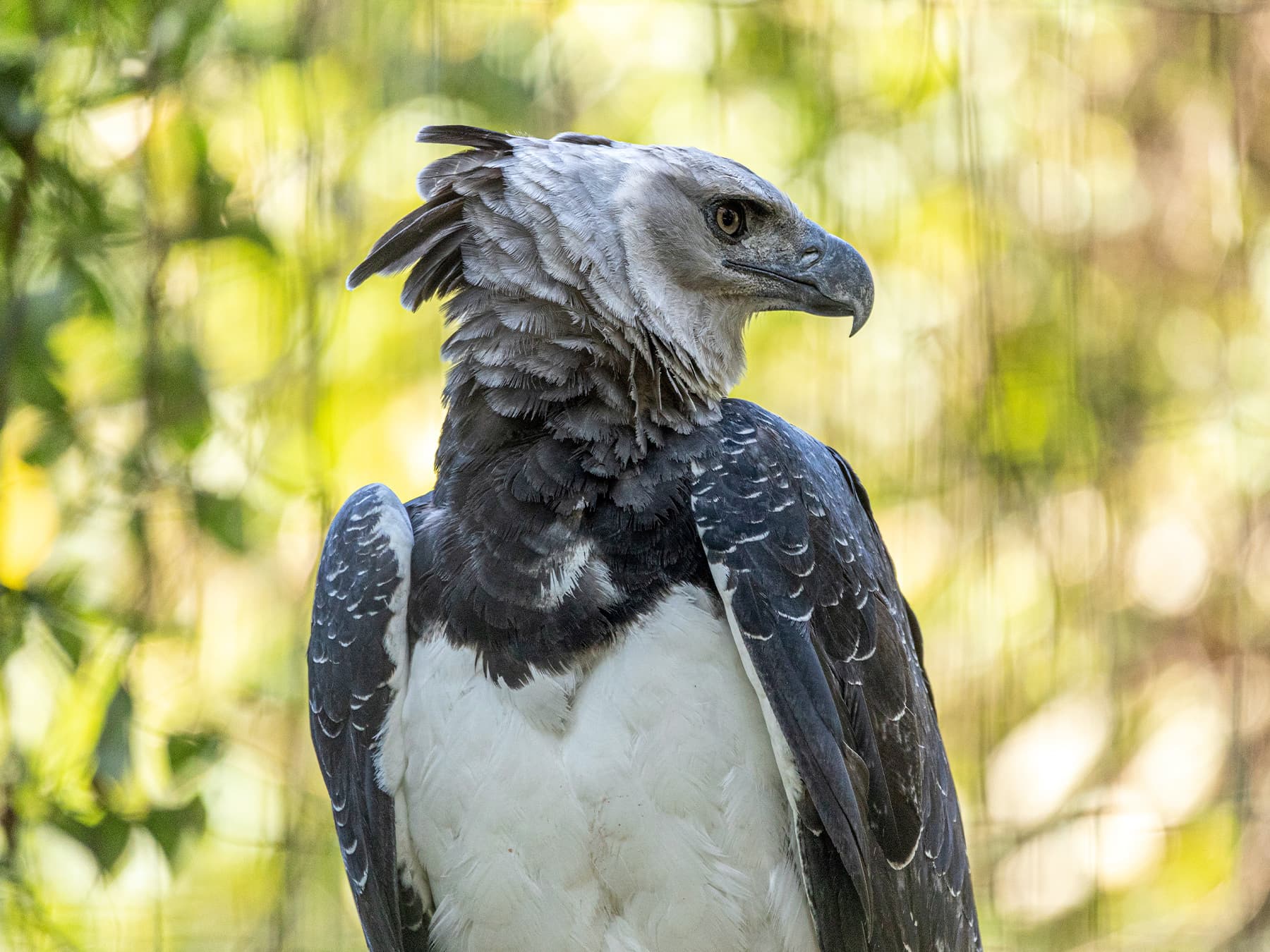 Harpy Eagle in natural habitat