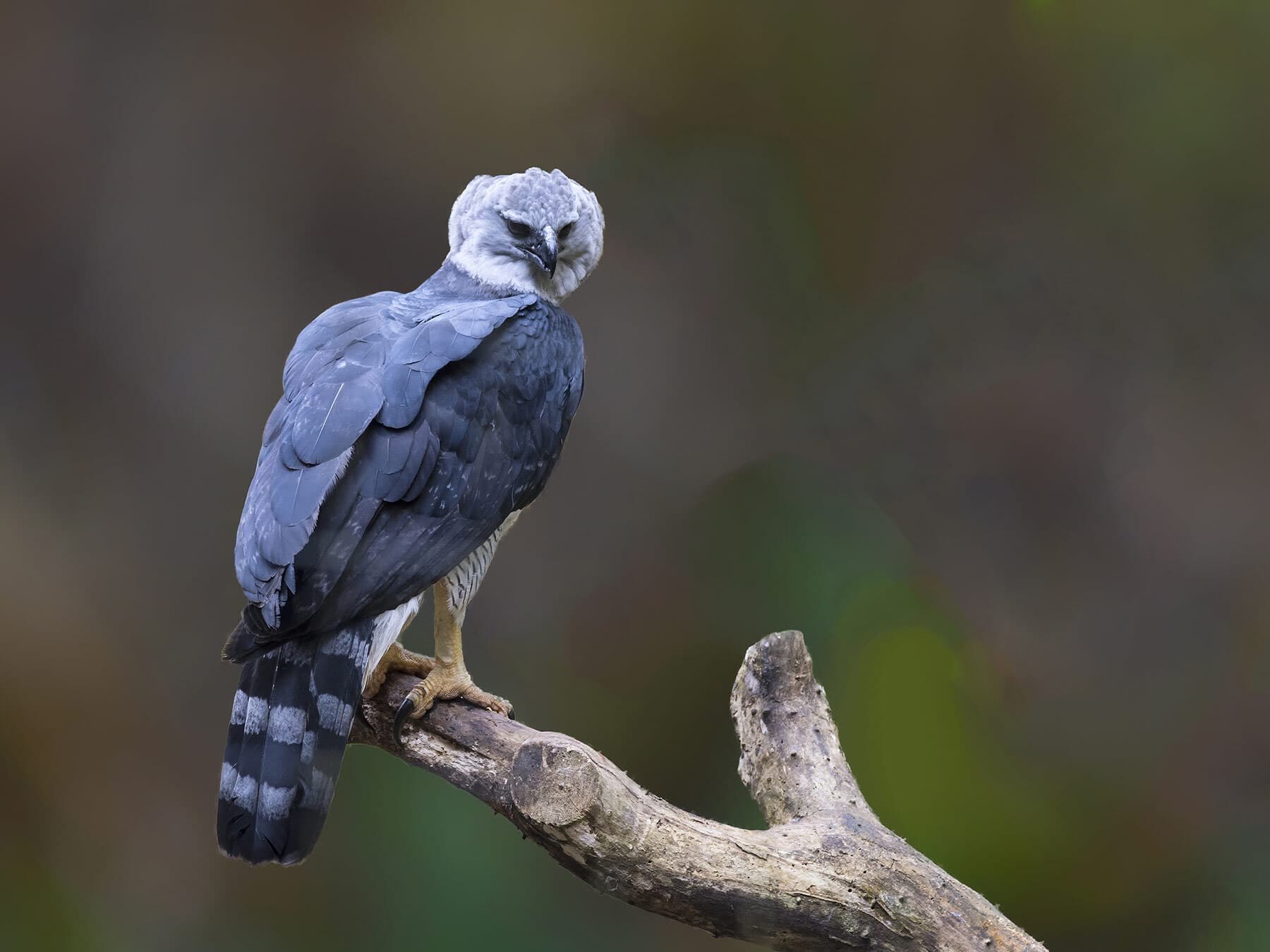 Harpy eagle perched