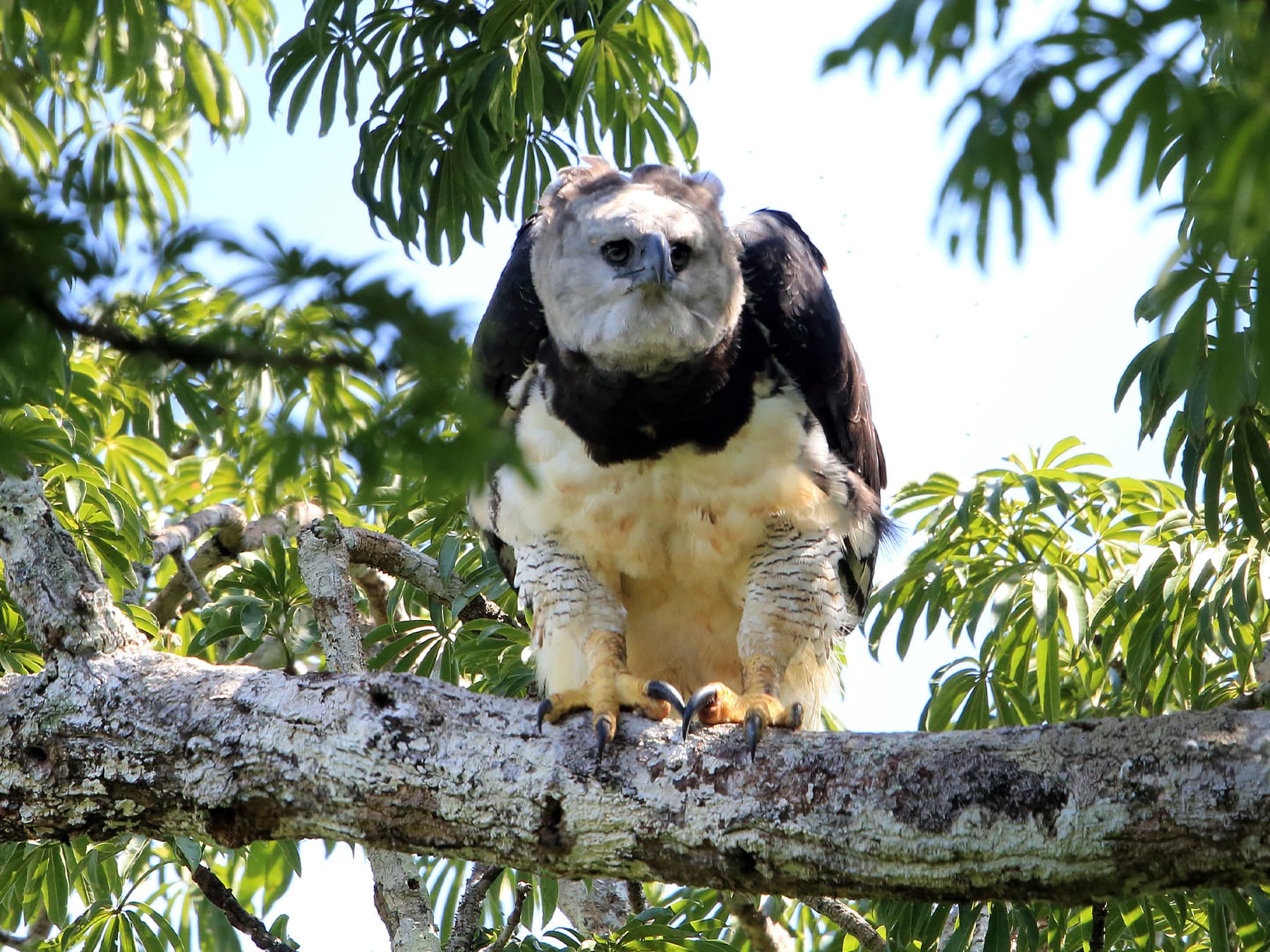 Harpy Eagle perching on a branch in a forest