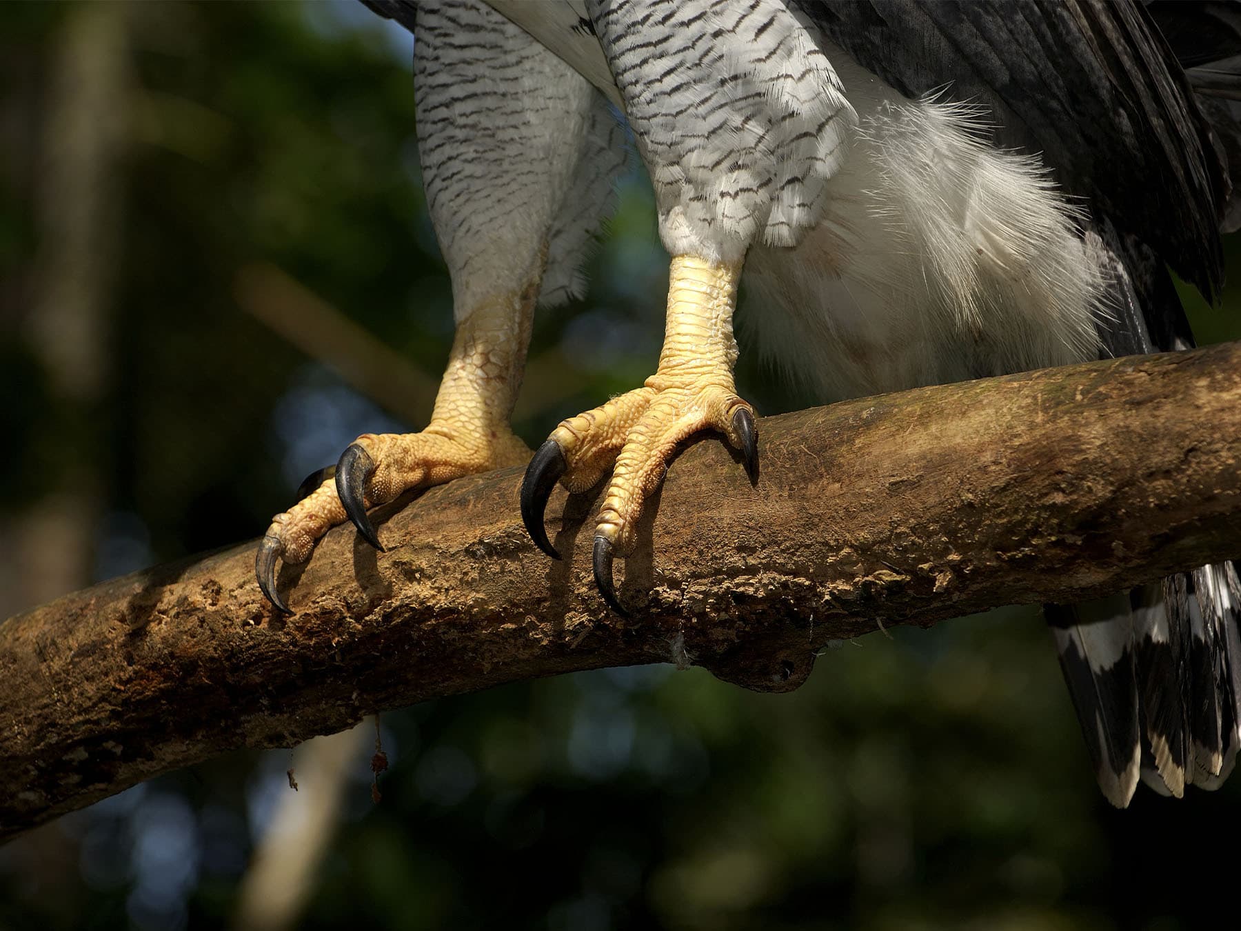 Harpy eagle talons