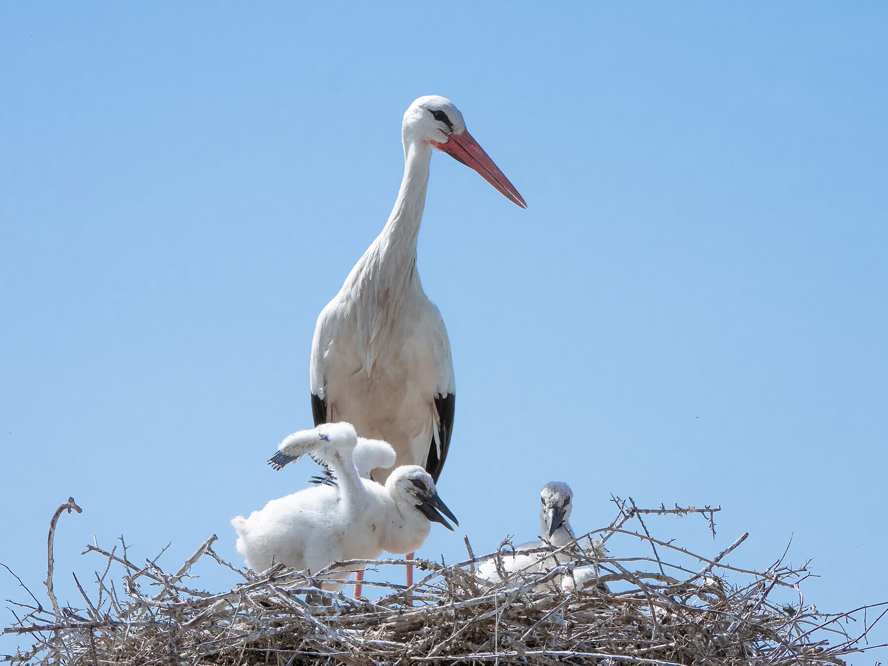 Hatchling flapping wings