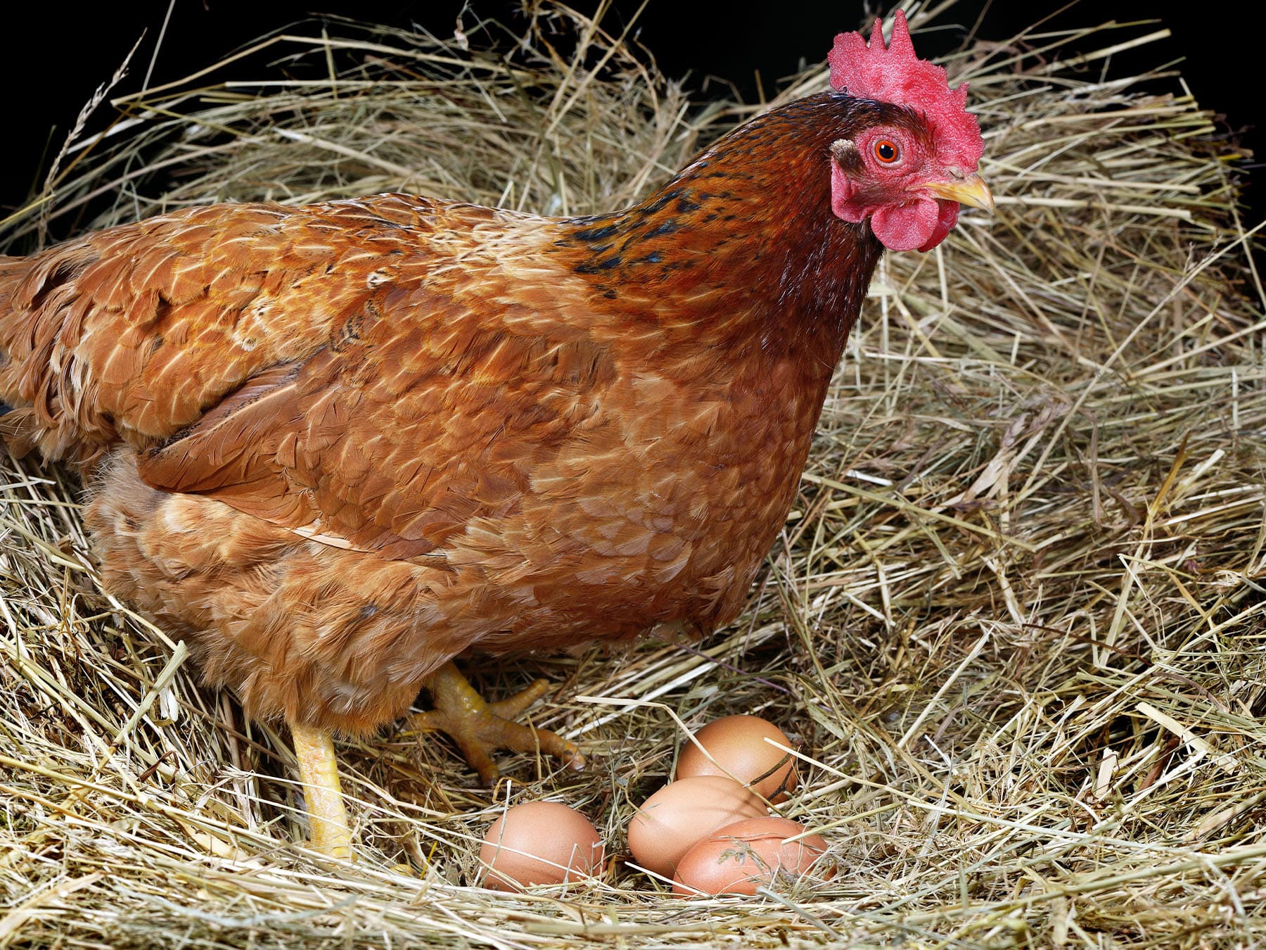Hen with eggs in nest of straw