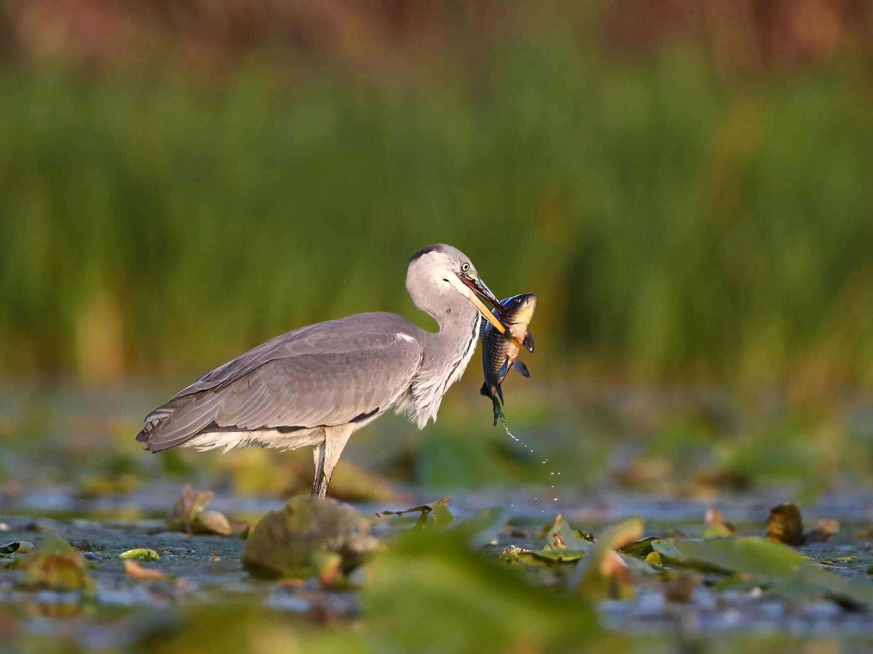 Heron eating fish