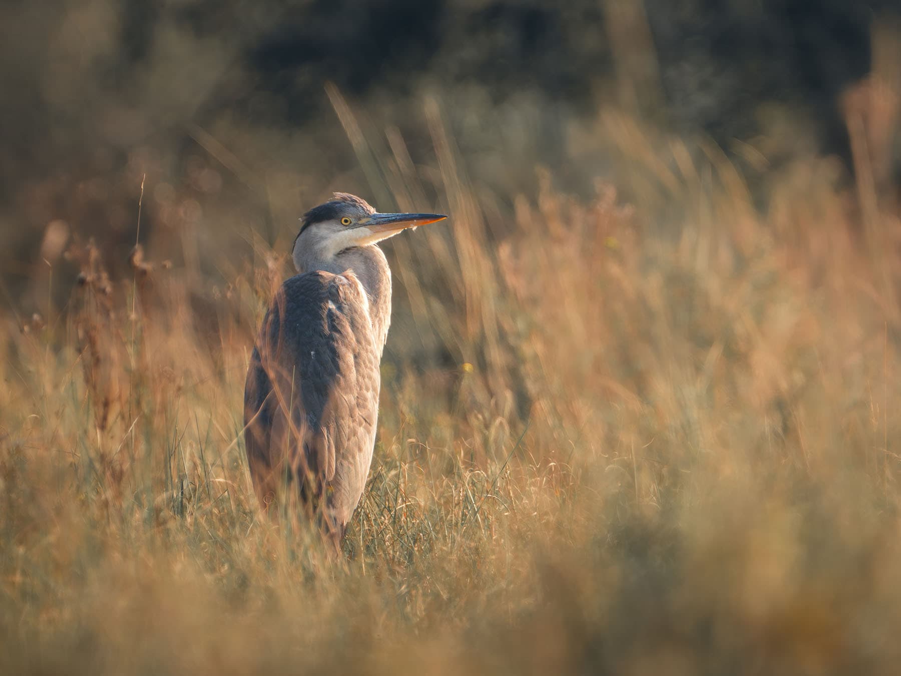 Heron waiting patiently
