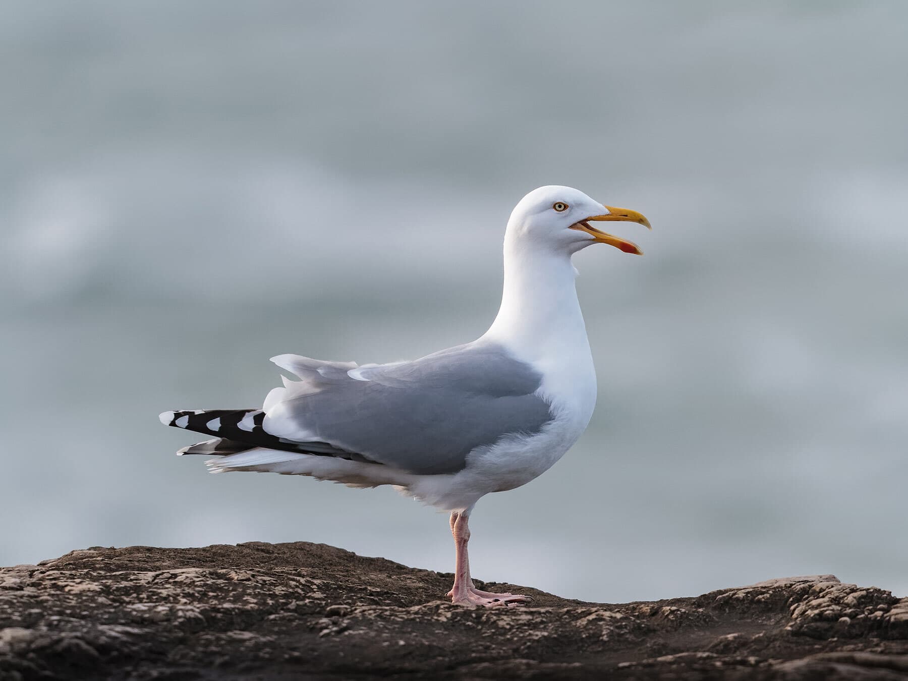 Herring gull