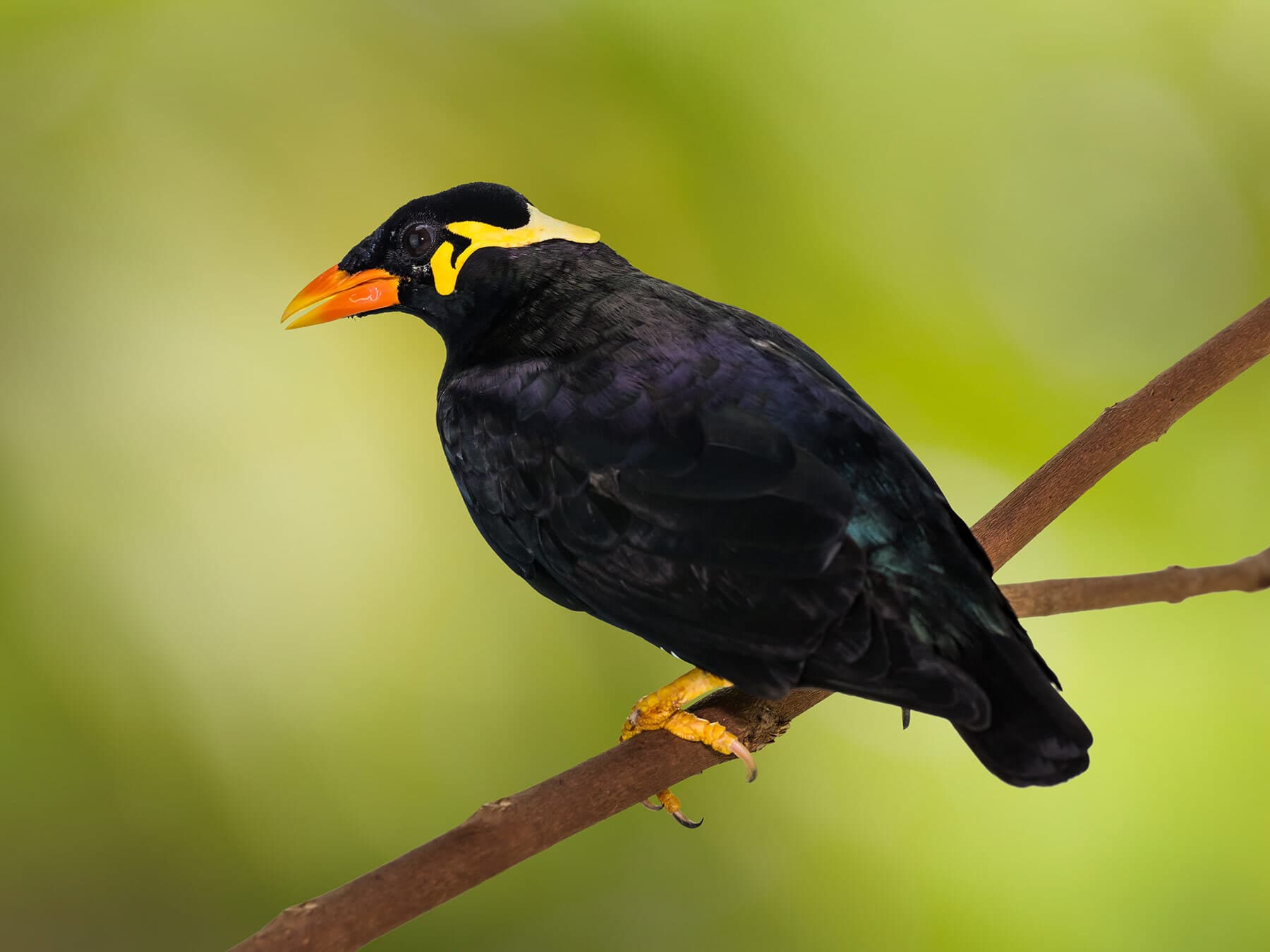 Hill myna