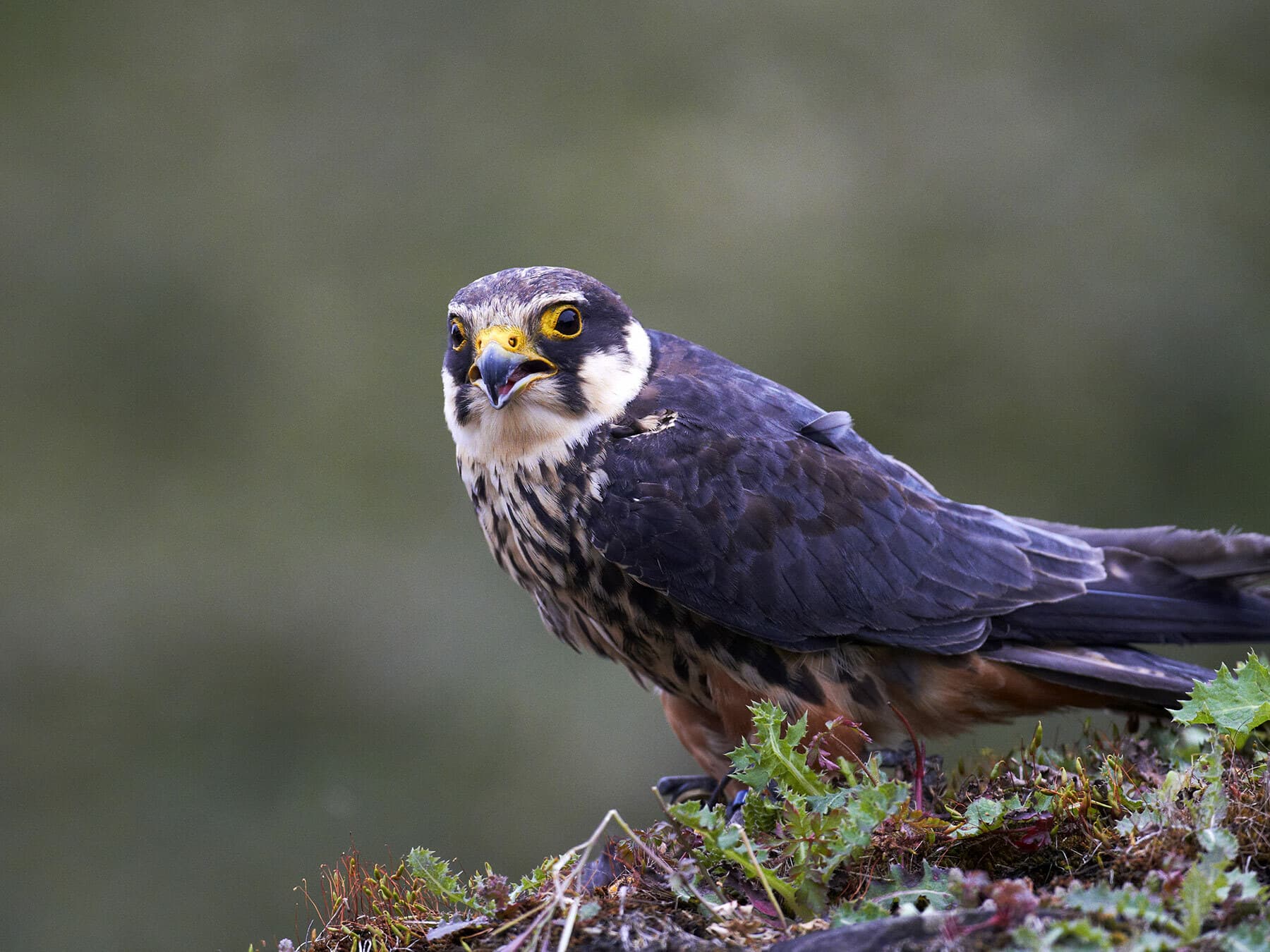 Hobby showing white cheek and throat patches with black moustache