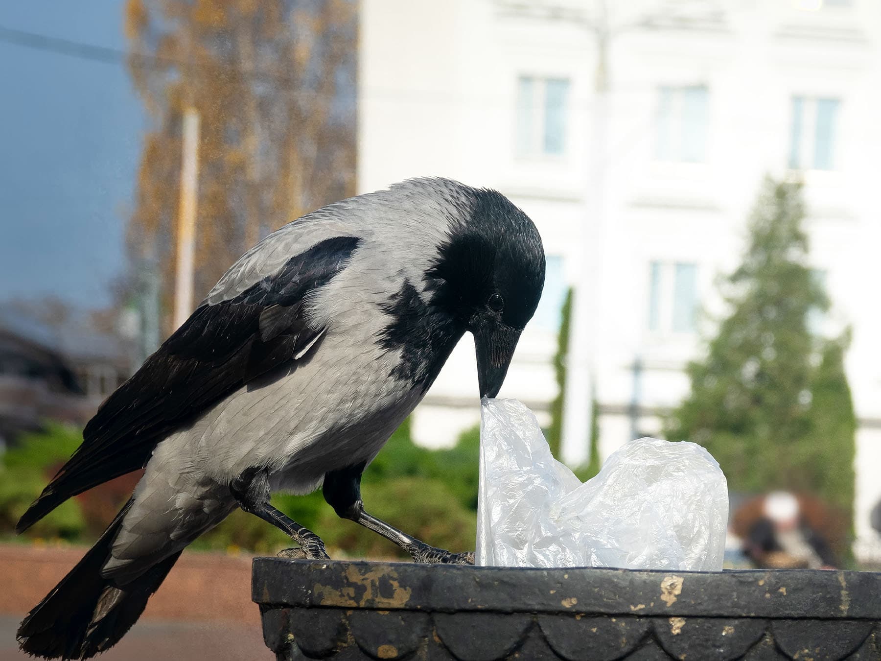 Hooded crow at trash can