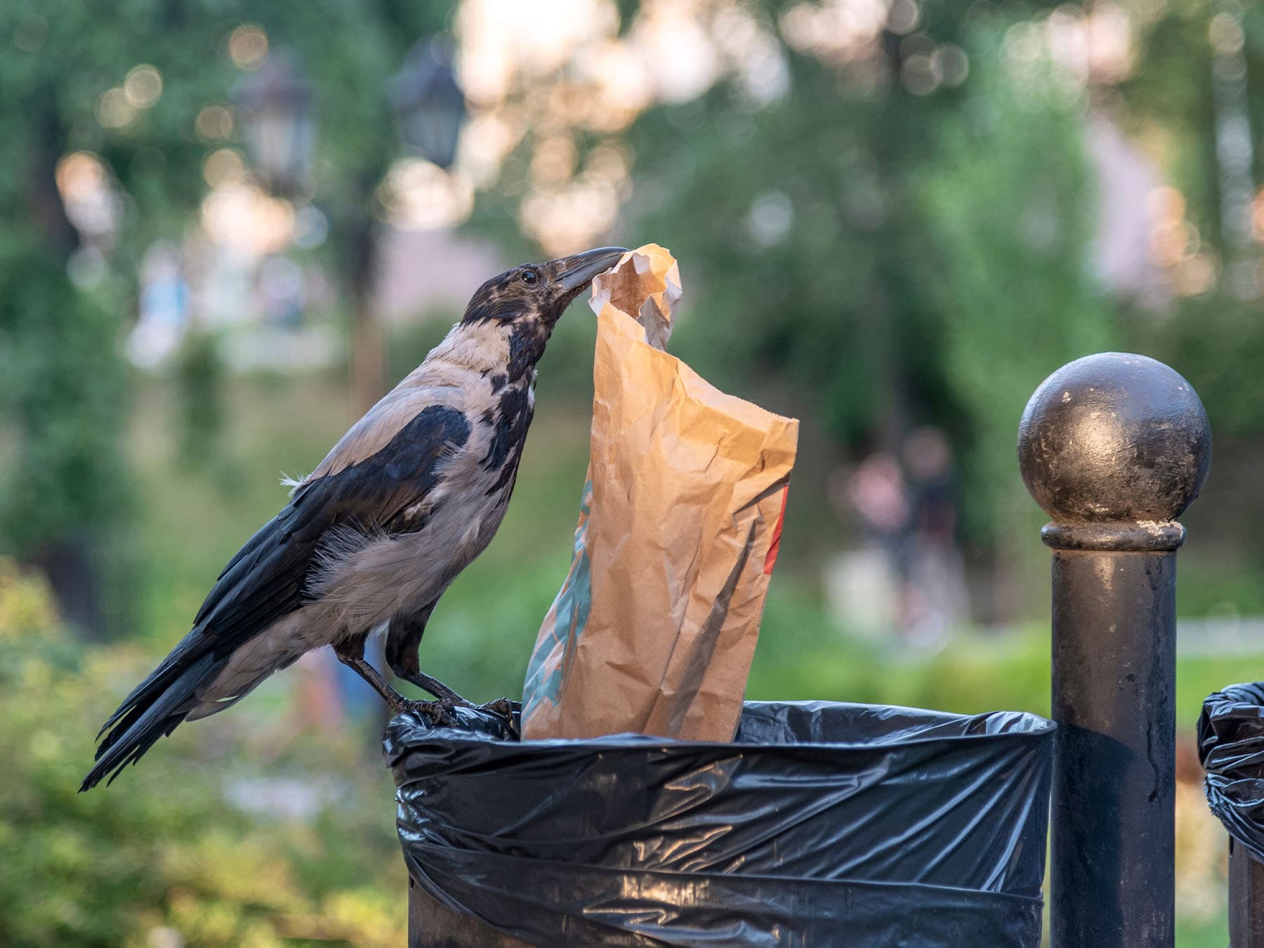 Hooded crow taking bag out of bin