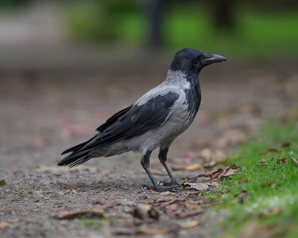 Hooded Crow