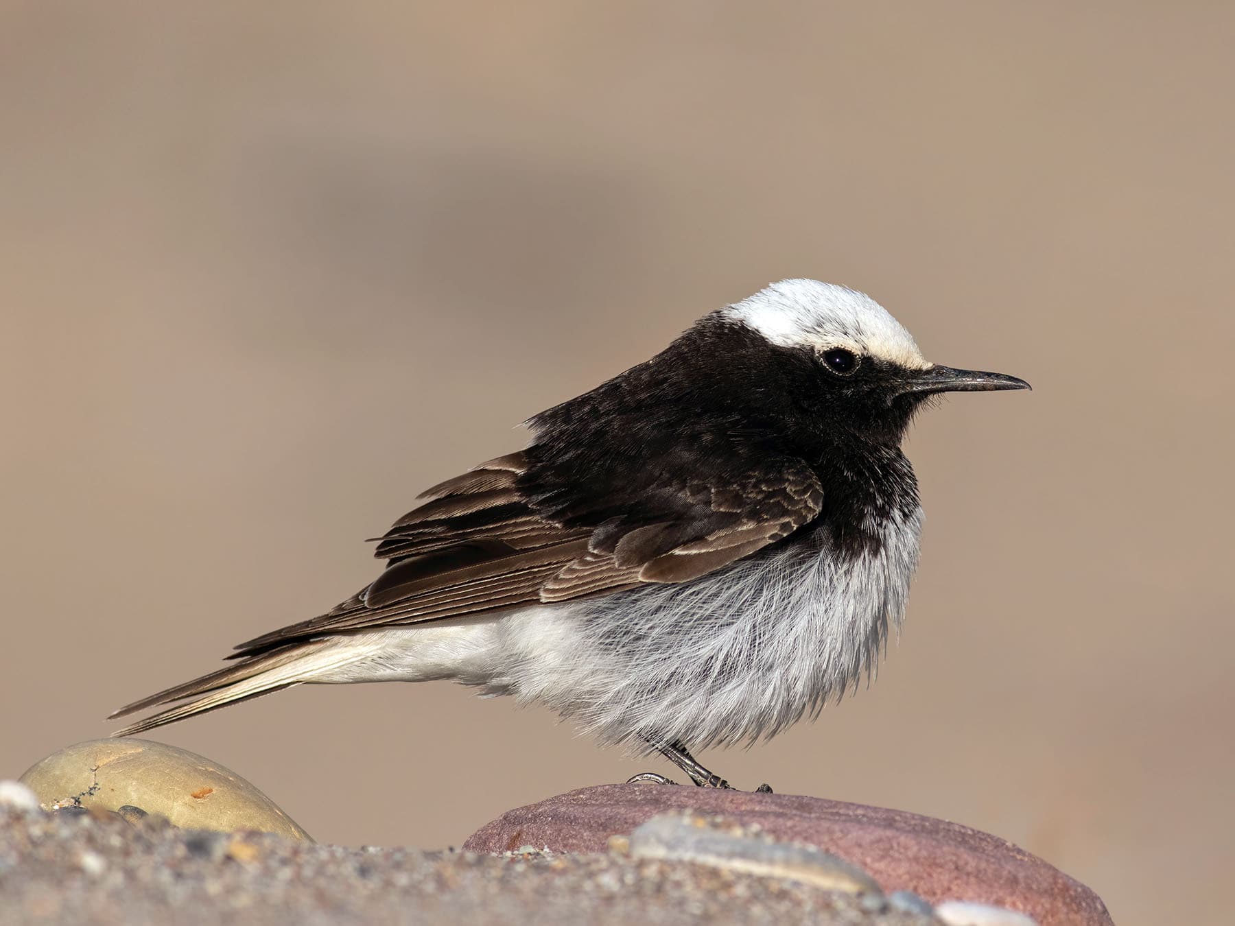 Hooded Wheatear