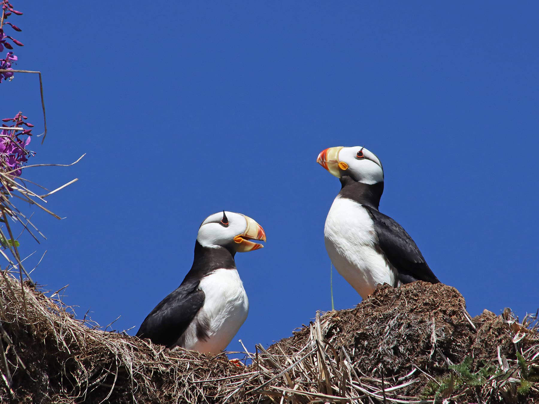 Horned puffin pair