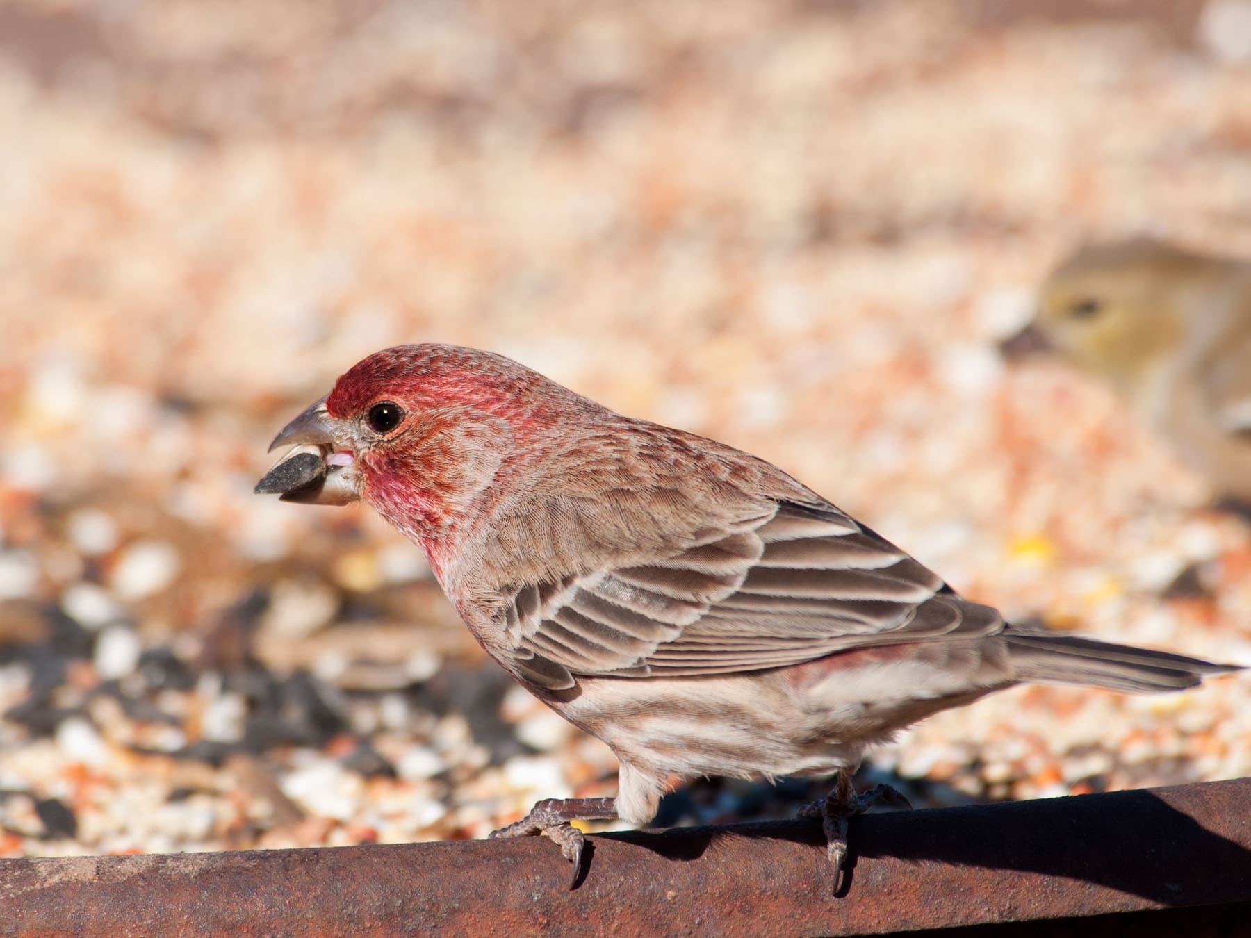 A male House Finch on a platform feeder of mixed seed