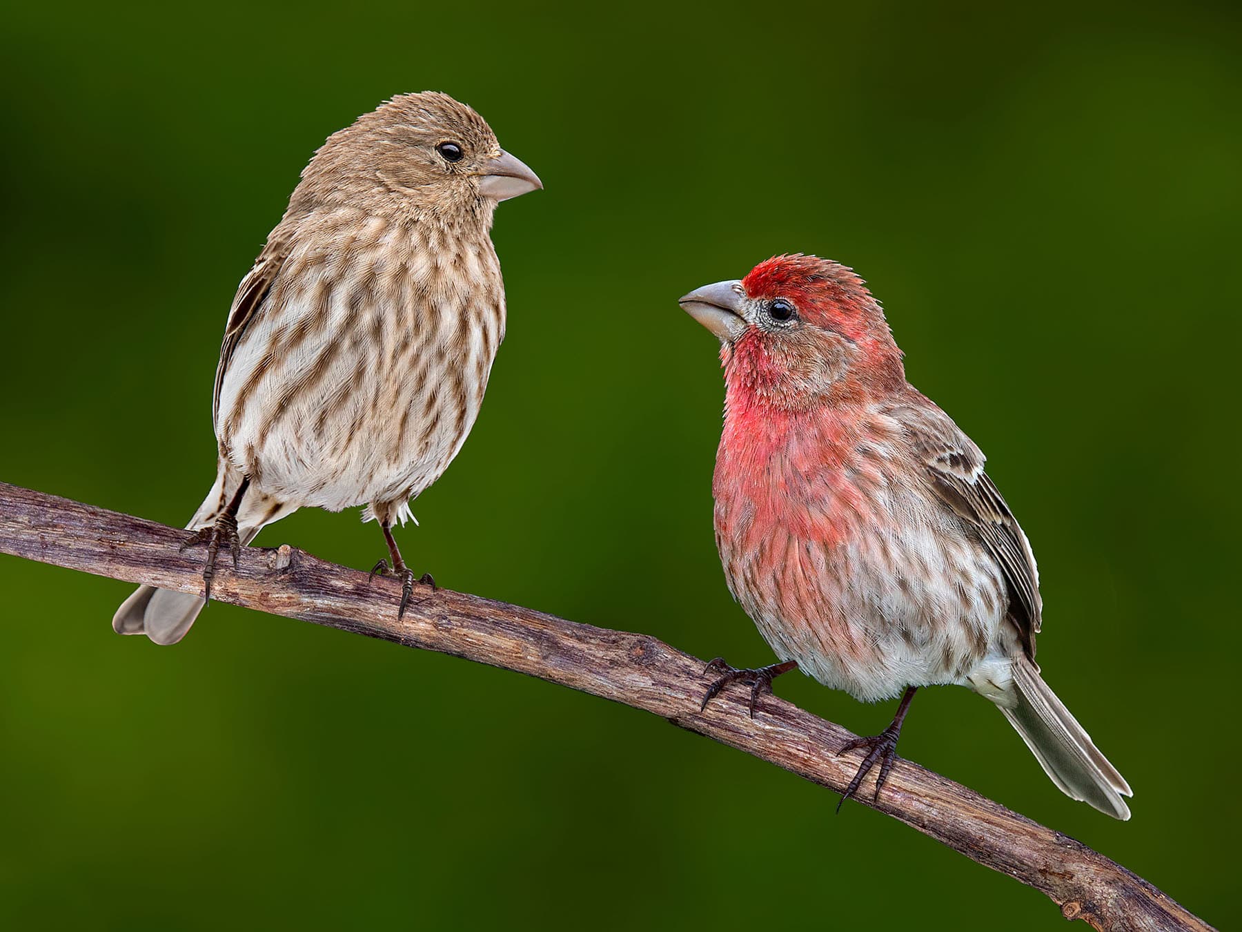 House Finch pair - Female (left) and Male (right)
