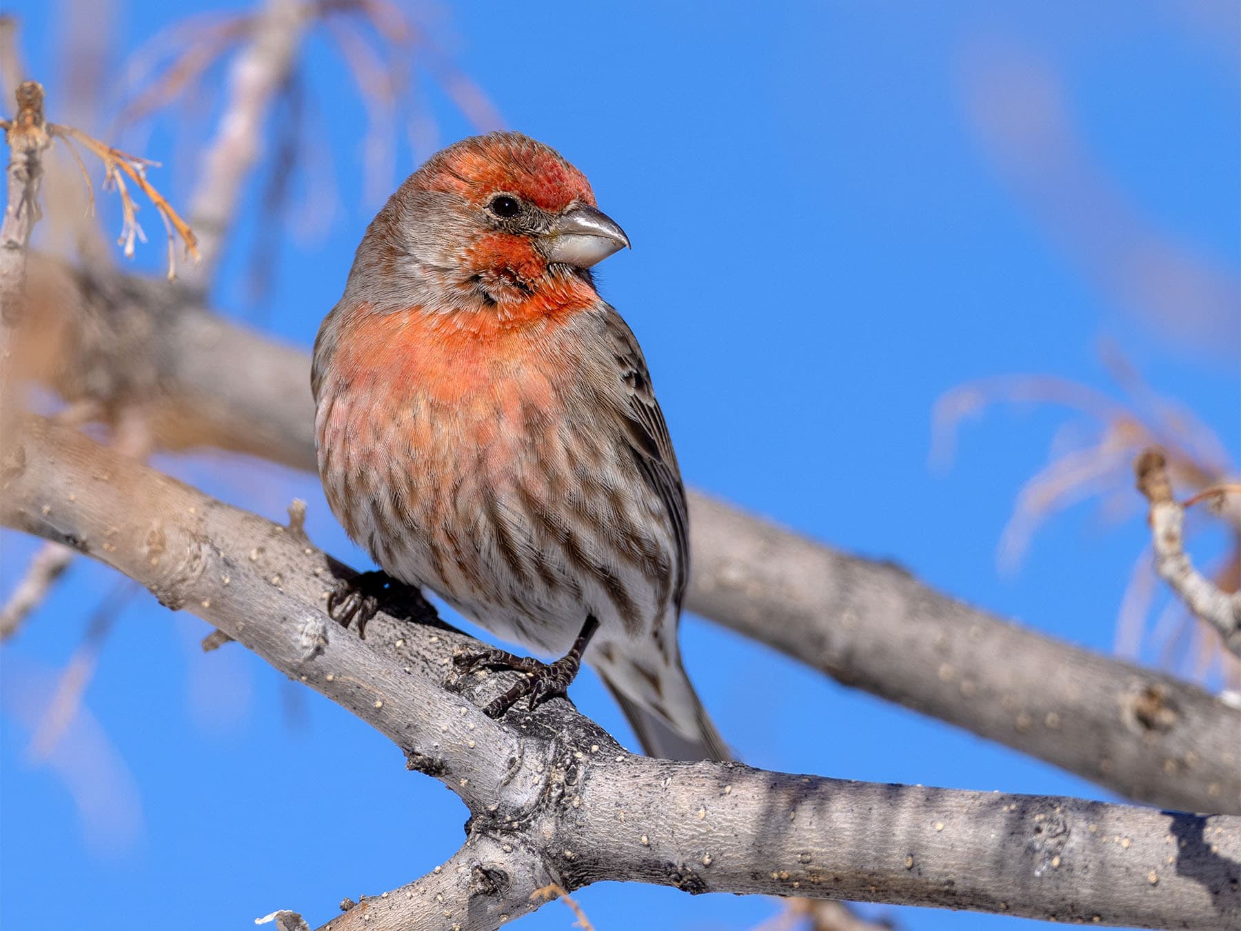House finch perching in tree