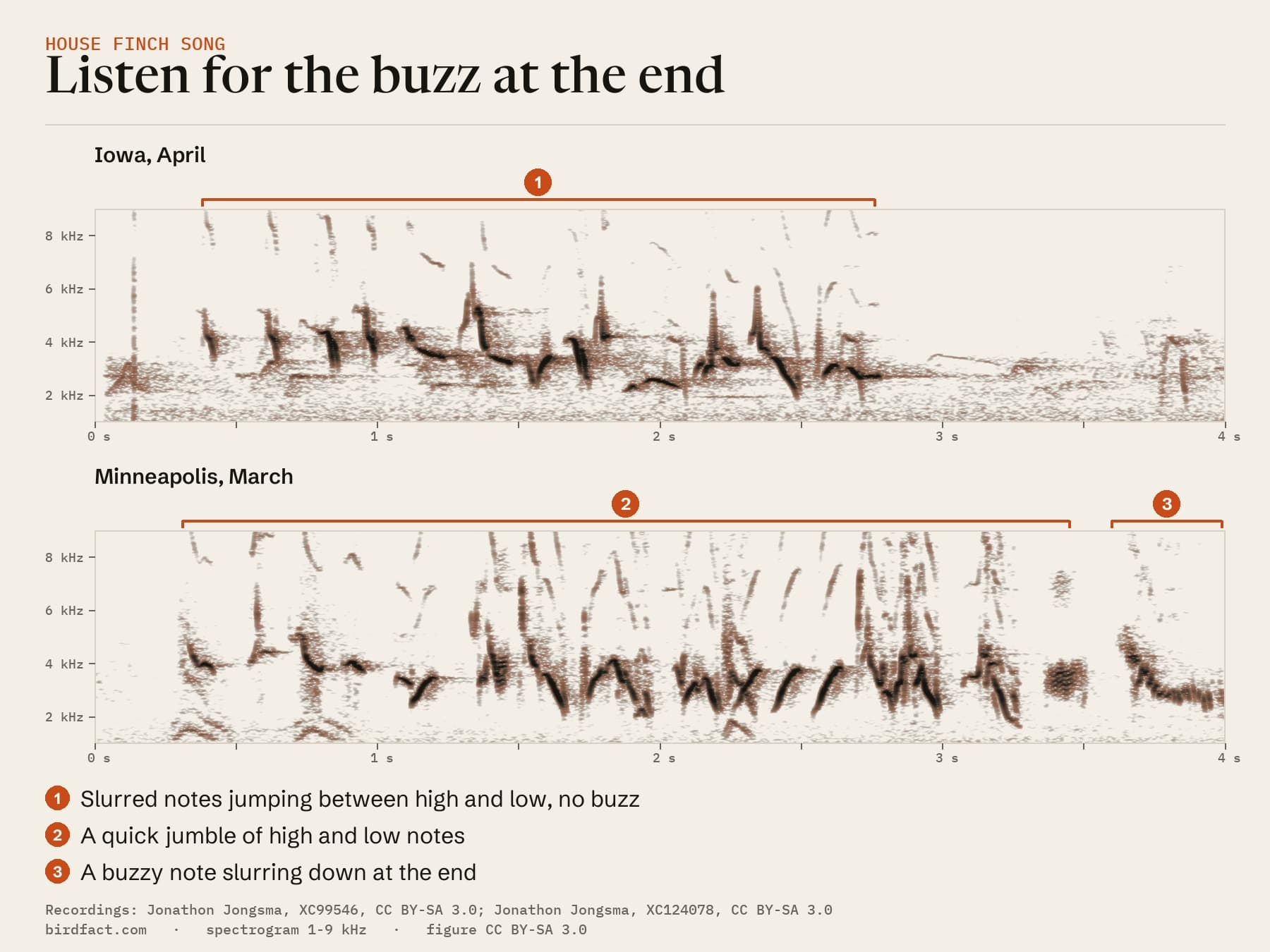 Two spectrograms on one 4-second scale. Top, a House Finch in Iowa: a song of slurred notes jumping between high and low, about 2.4 seconds, with no buzz. Bottom, a male in Minneapolis: a quicker jumble of high and low notes, about 3.7 seconds, ending in a buzzy note that slurs downward.