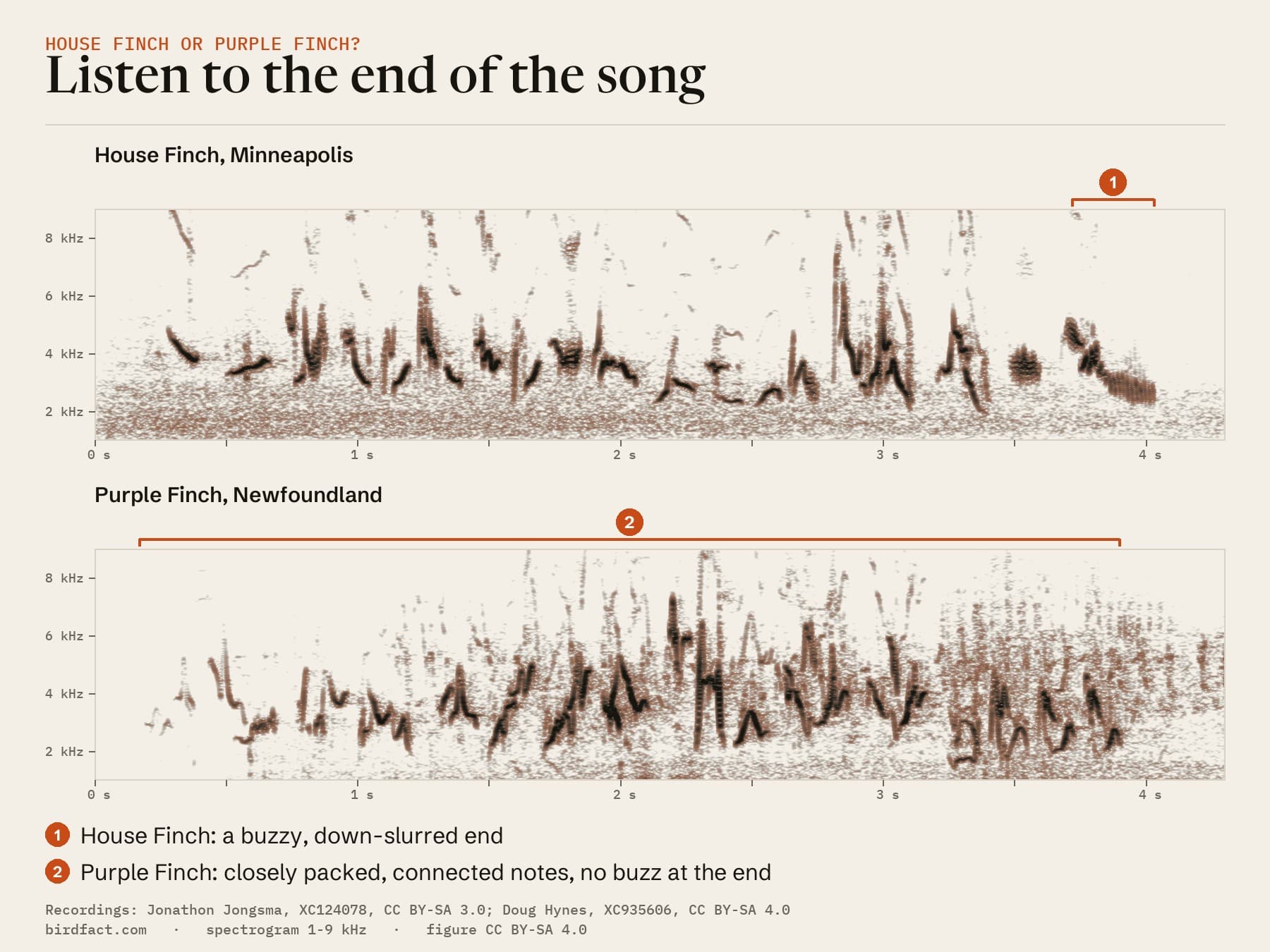 A House Finch in Minneapolis and a Purple Finch in Newfoundland on one time scale. The House Finch's song, about 3.7 seconds, ends in a buzzy note that slurs down; the Purple Finch's, also about 3.7 seconds, is a run of more closely packed notes with no buzz at the end.
