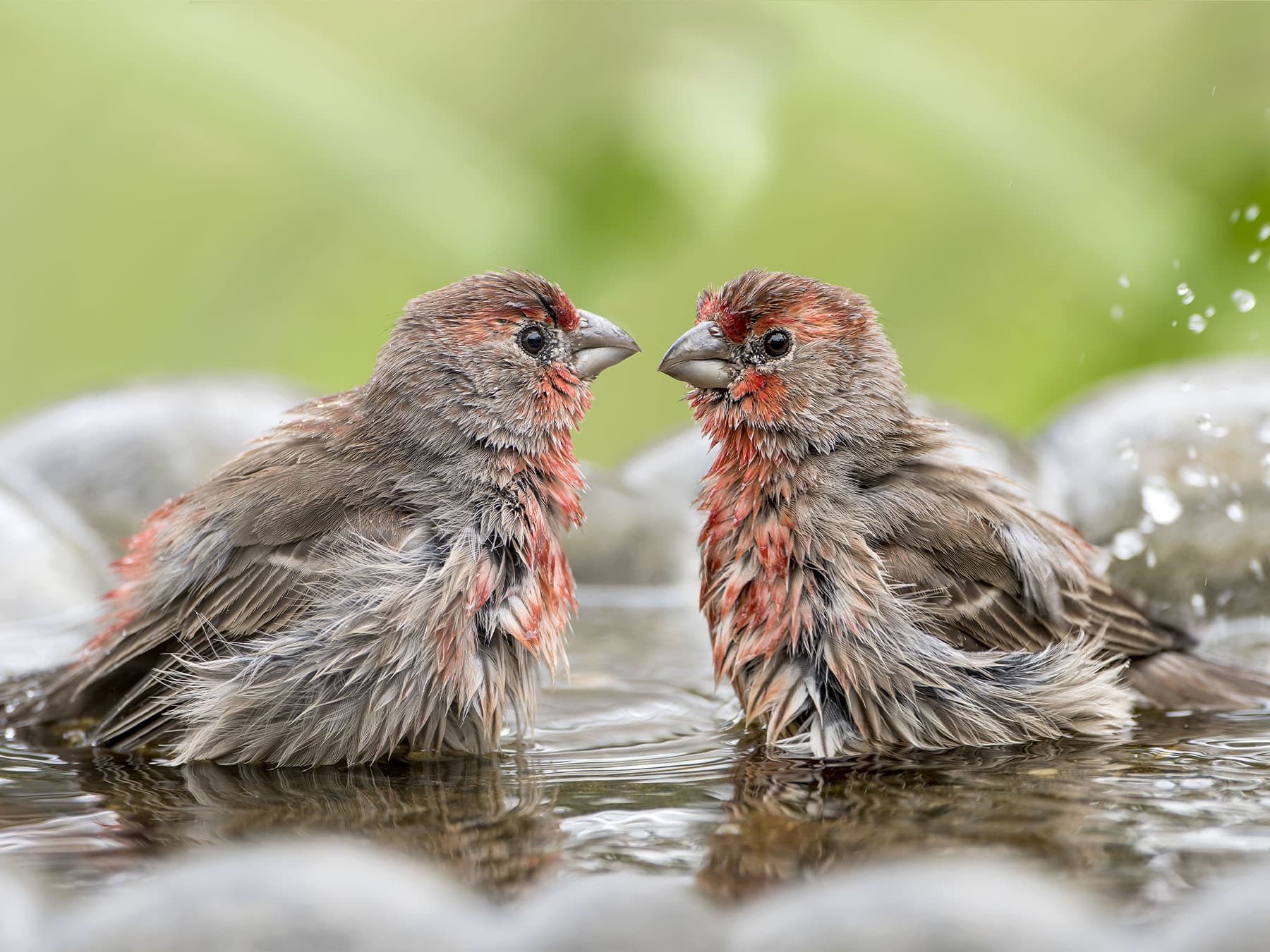 House finches in bird bath