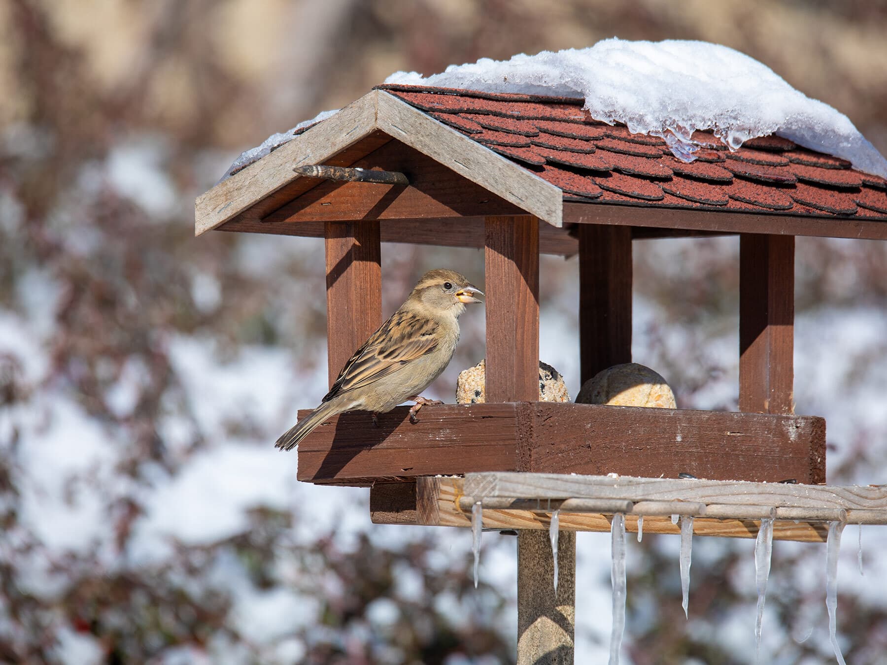 House sparrow at fedder
