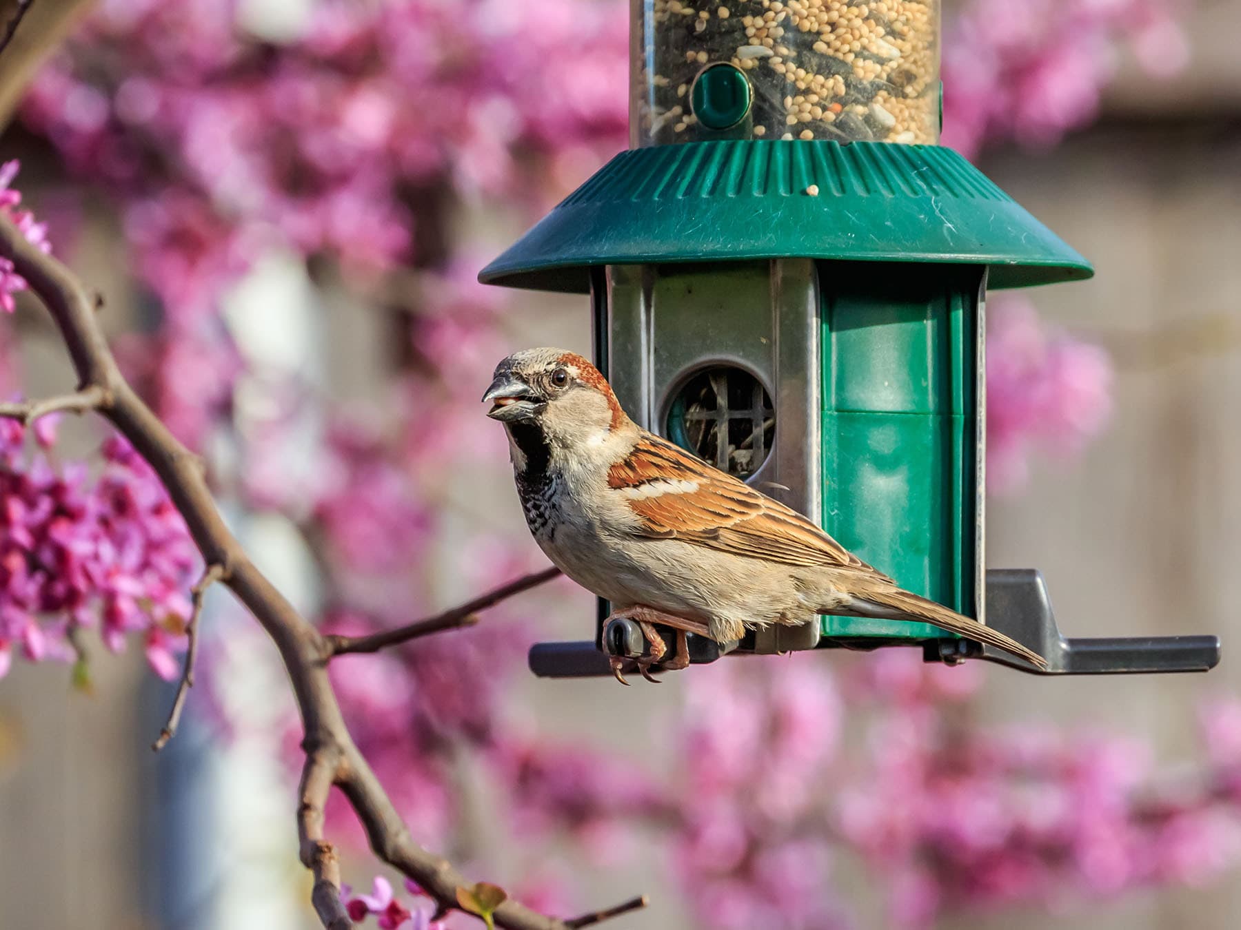 House sparrow at feeder