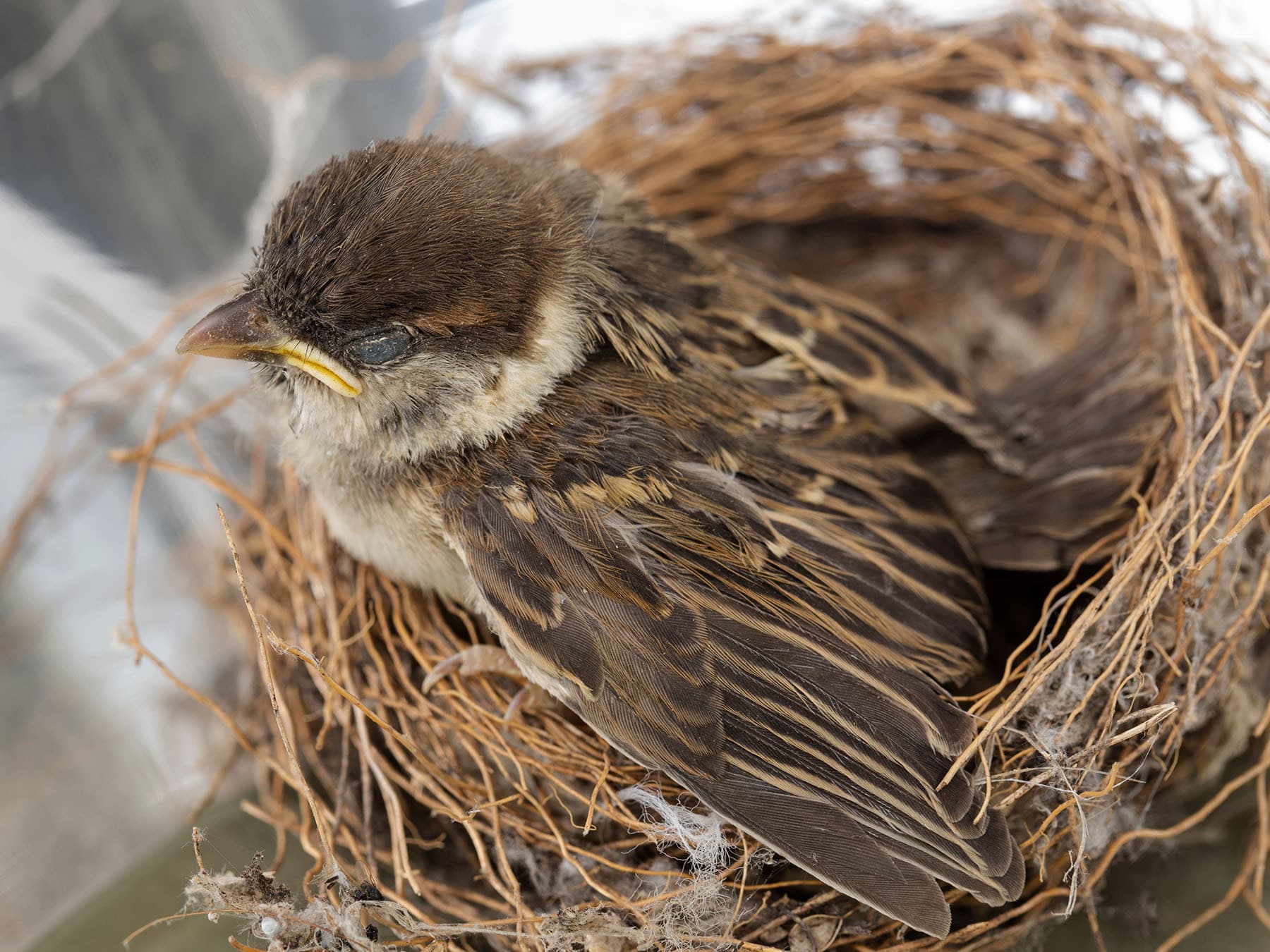 House sparrow chick in nest