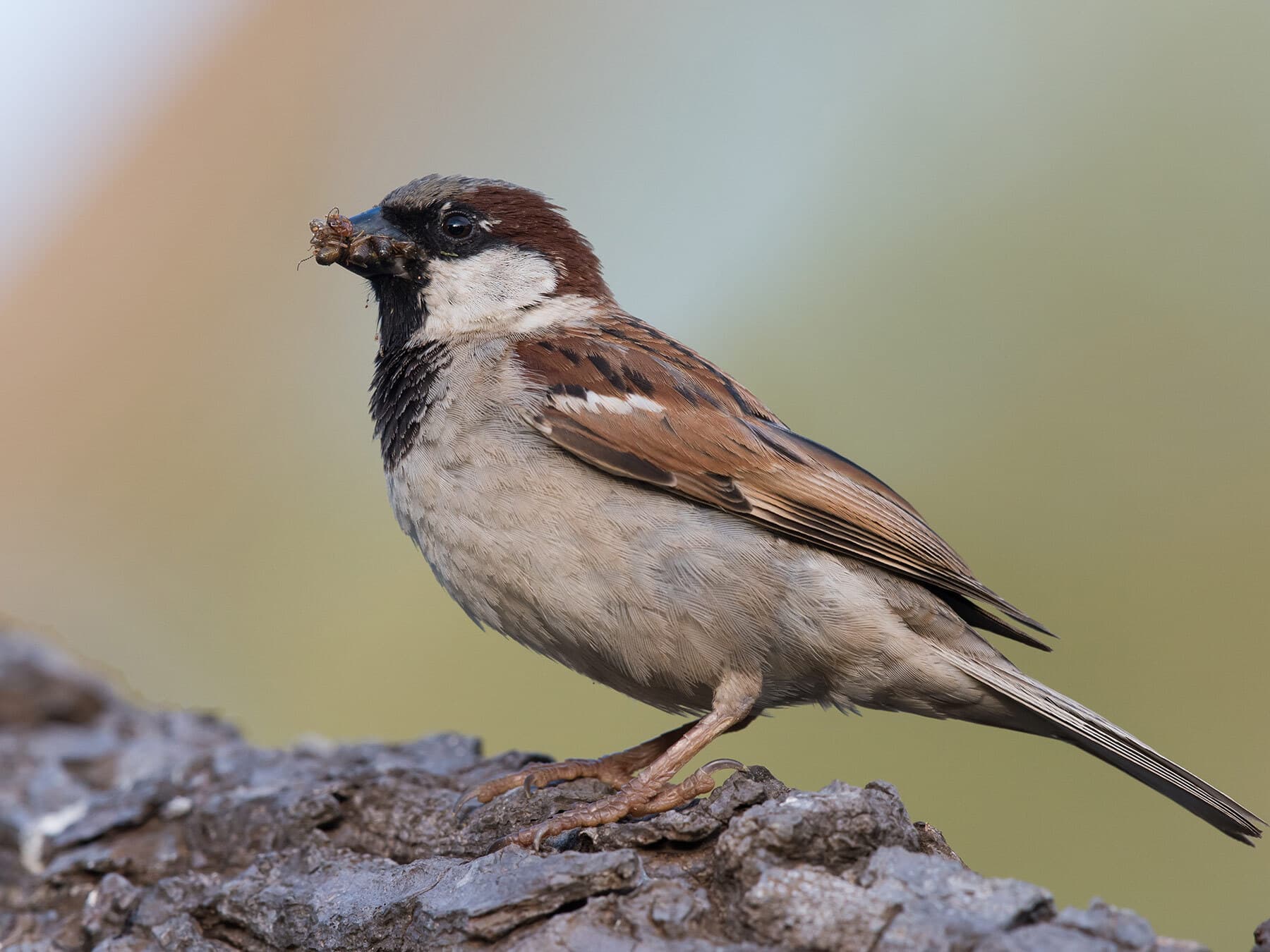 House sparrow diet
