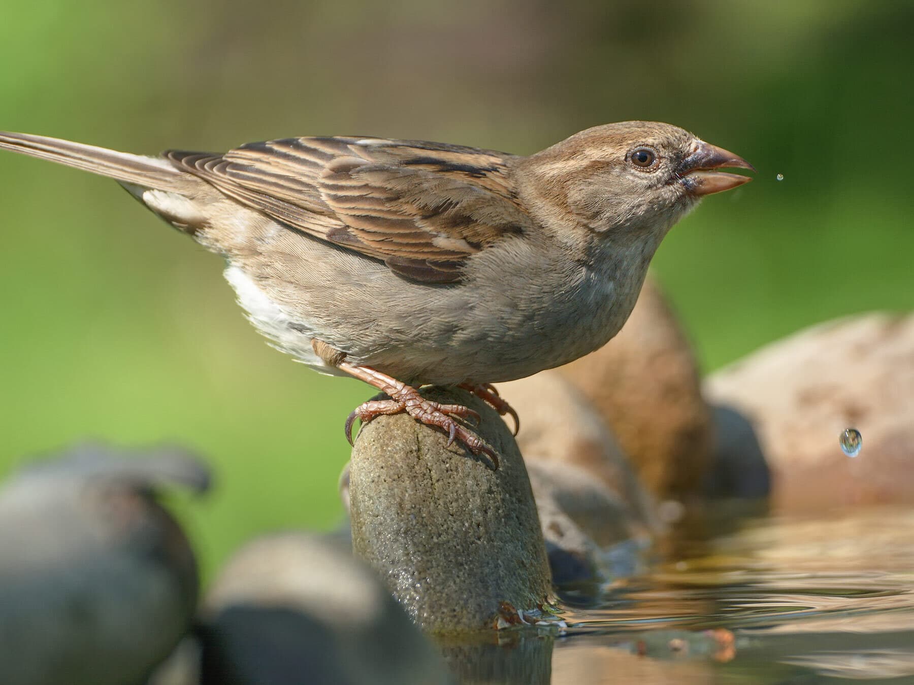 House sparrow drinking water