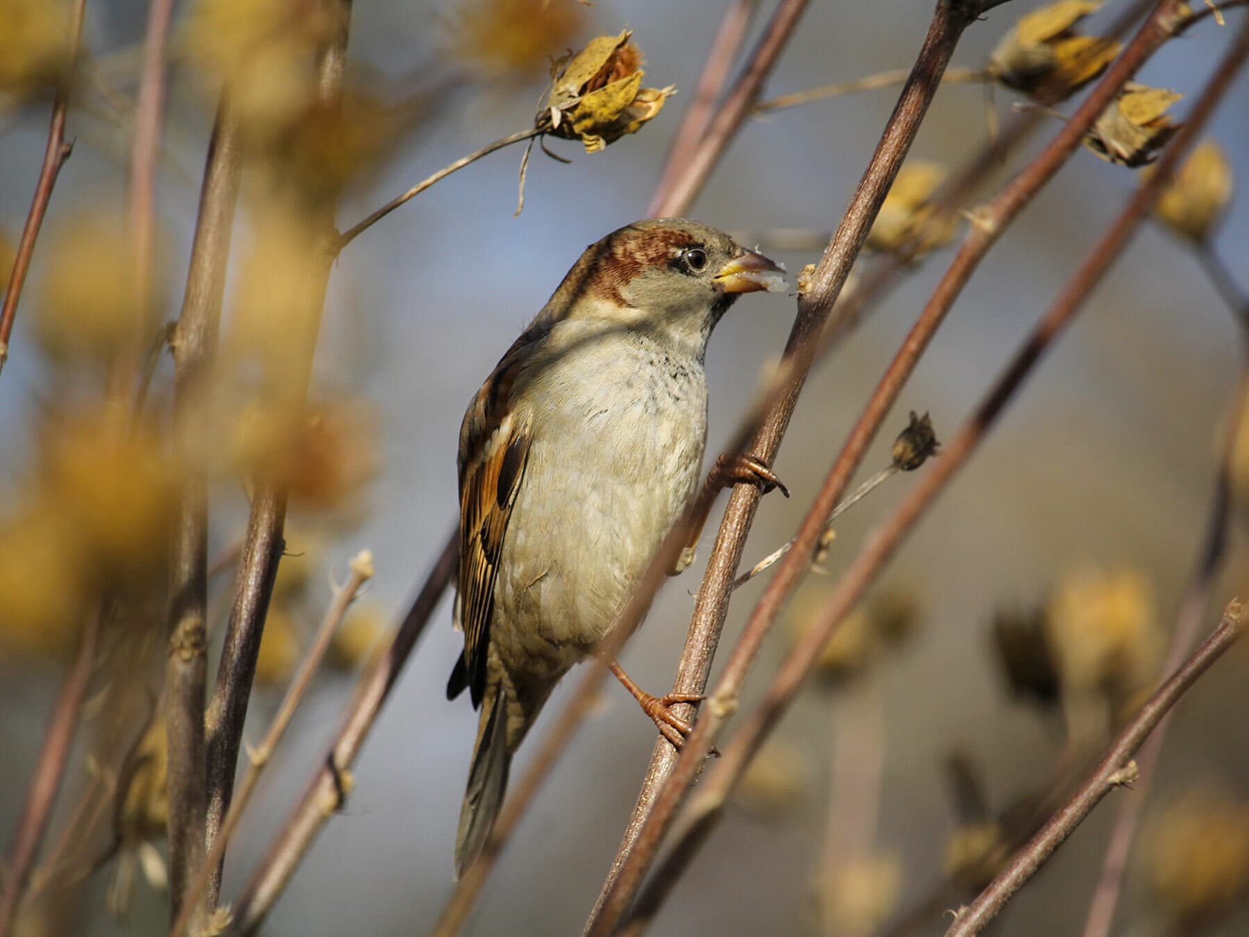 House sparrow eating seeds