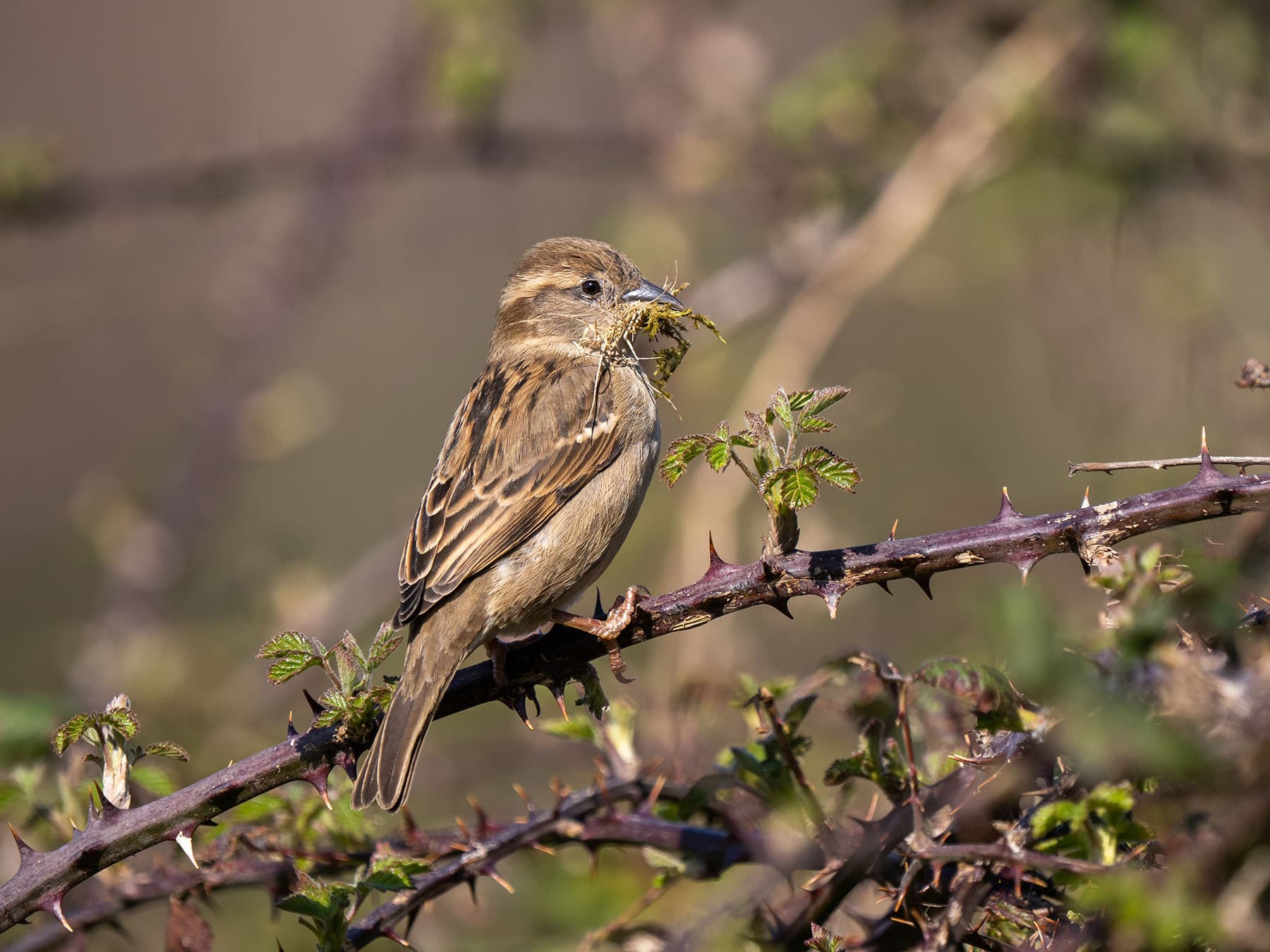 House sparrow female building nest