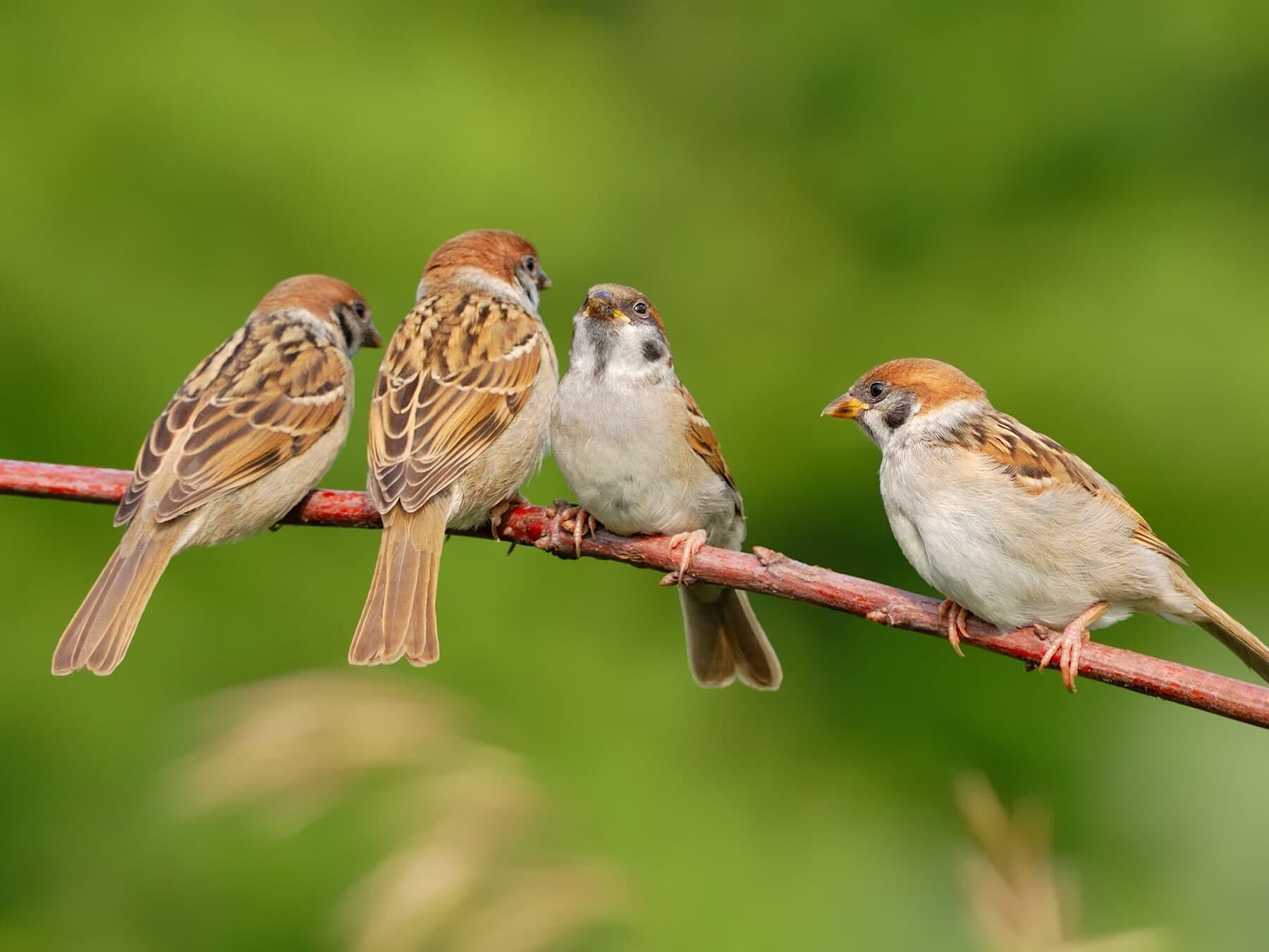 House sparrow flock