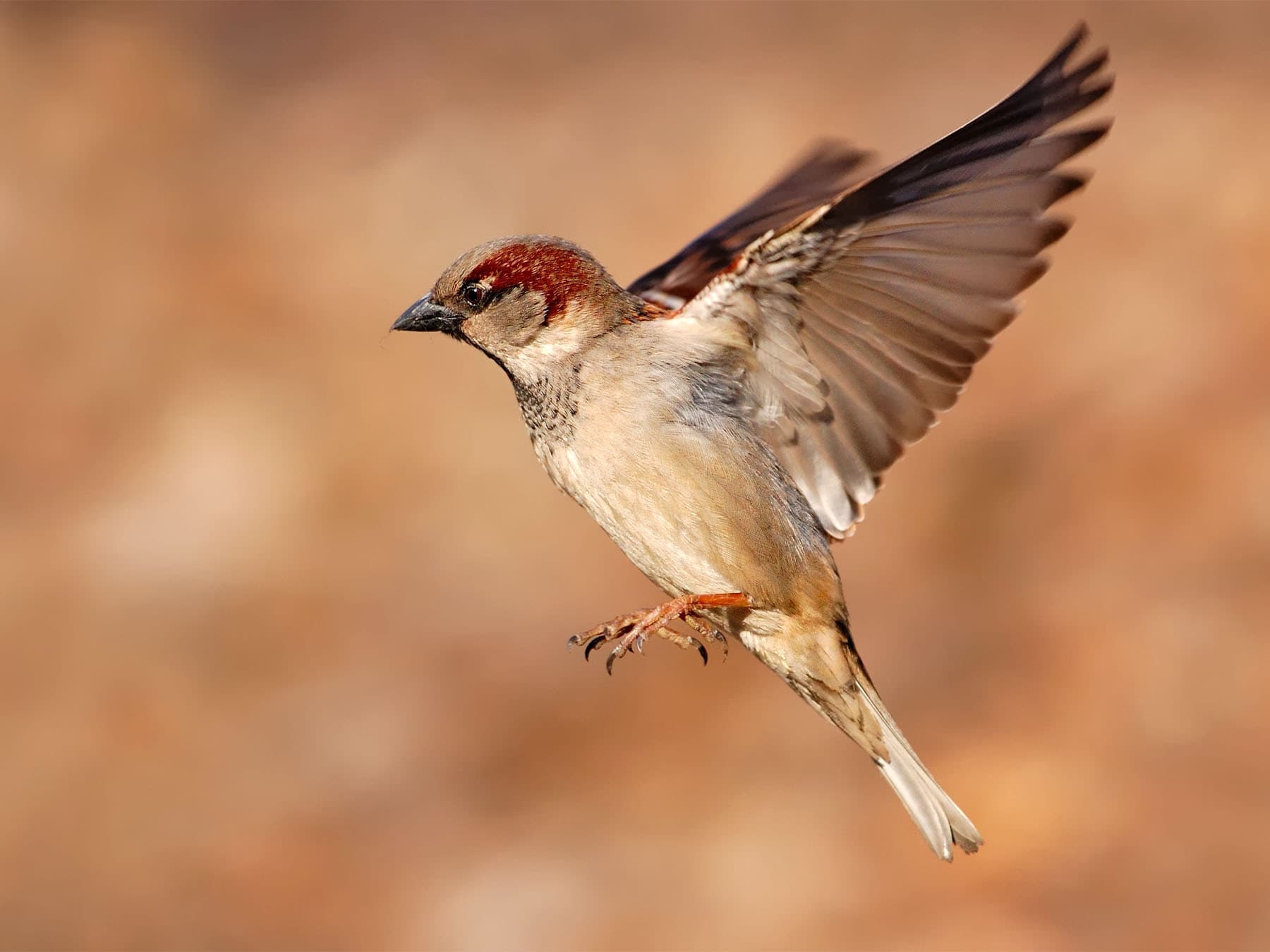 House sparrow in flight