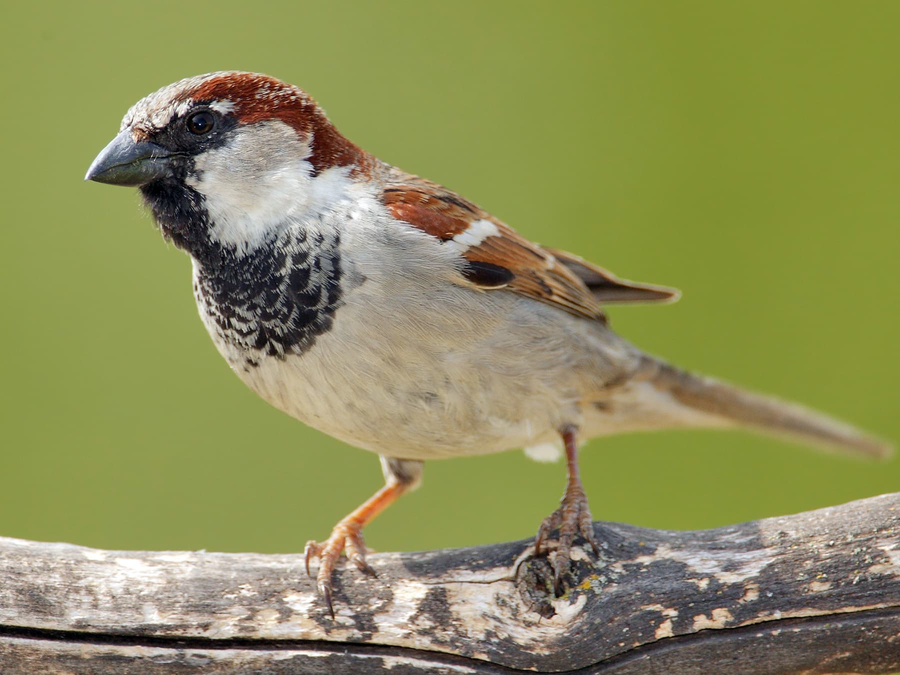 A male House Sparrow: grey crown, chestnut sides to the head and a black bib