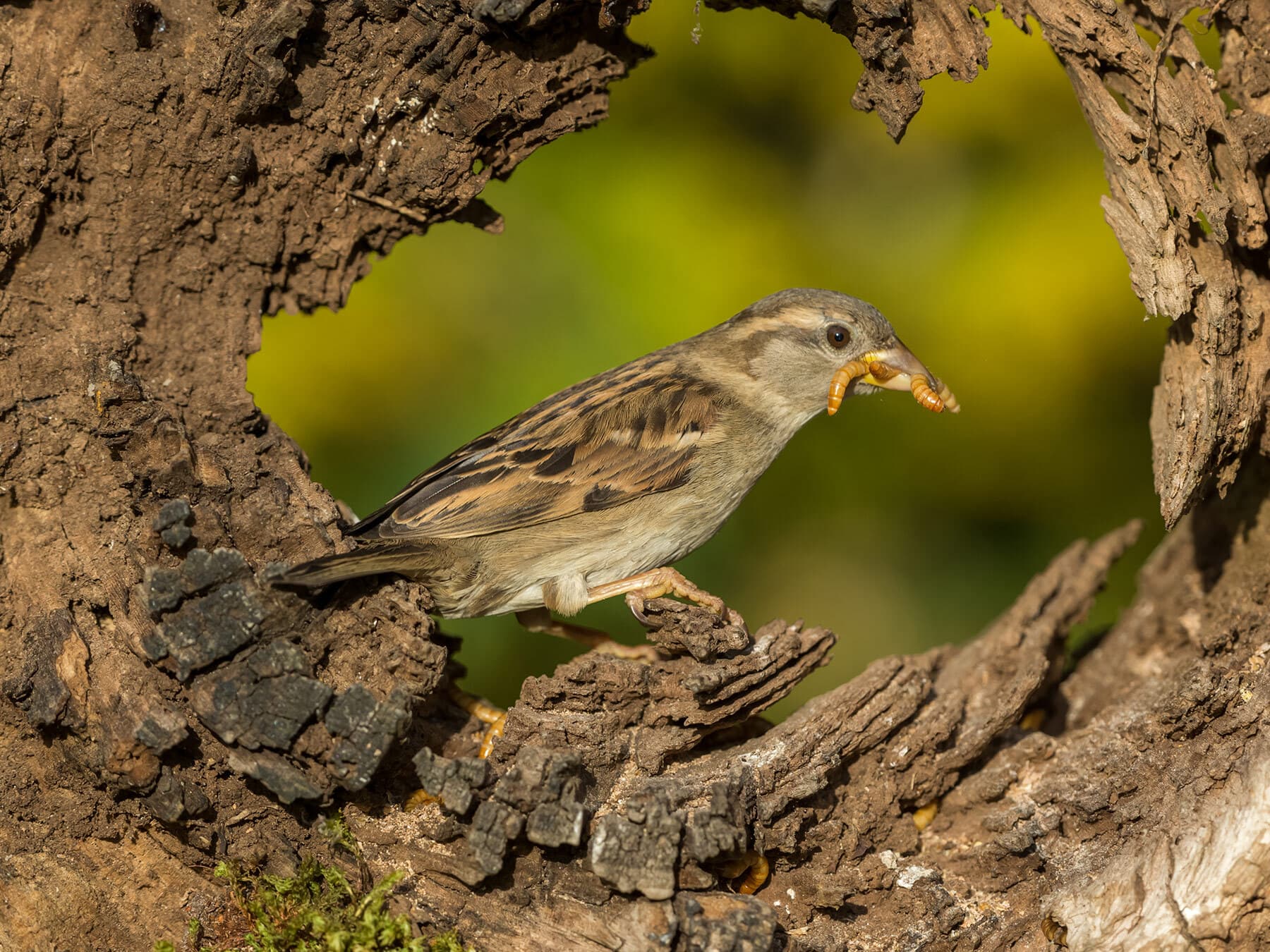House sparrow mealworms