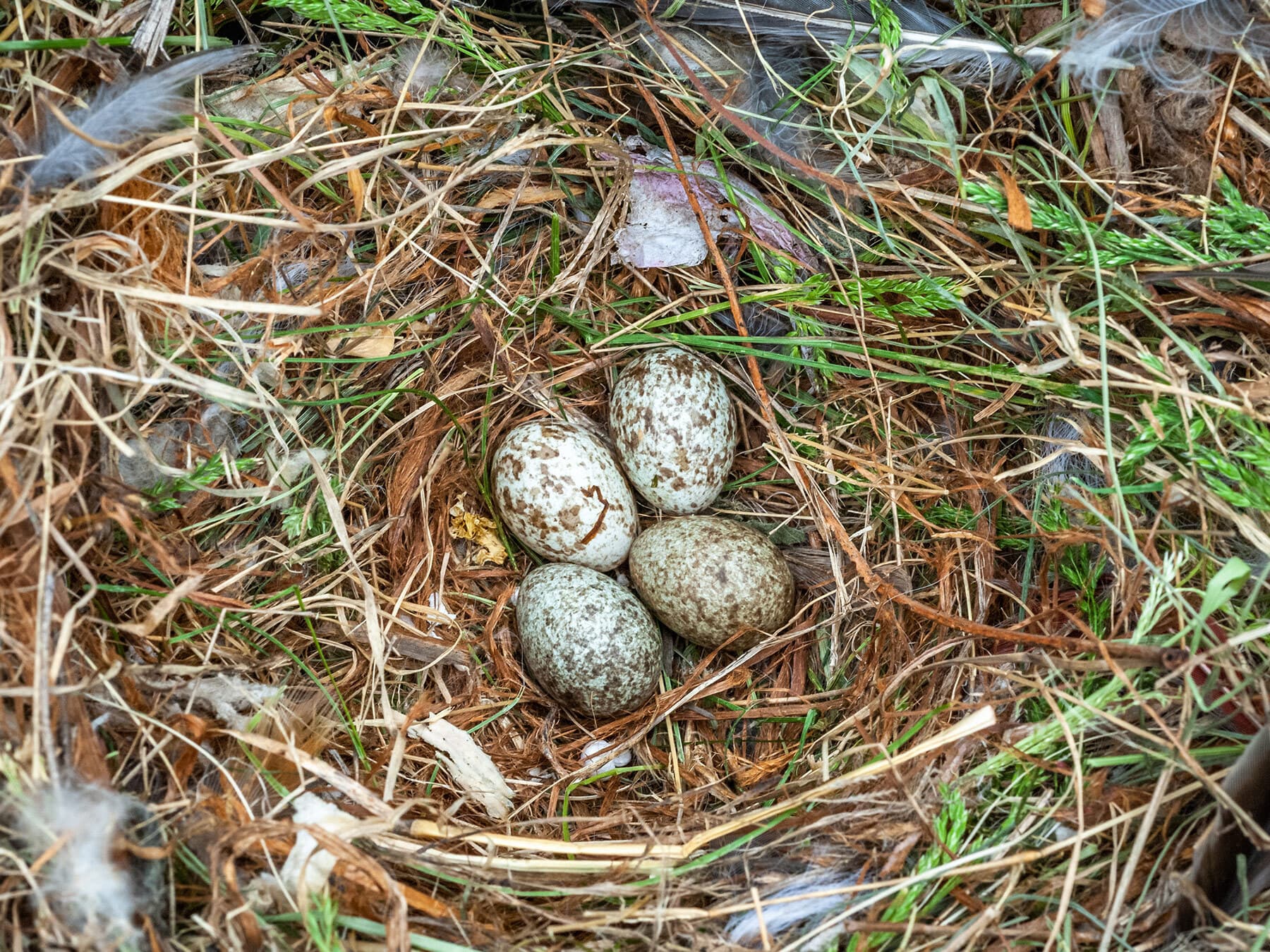 House sparrow nest