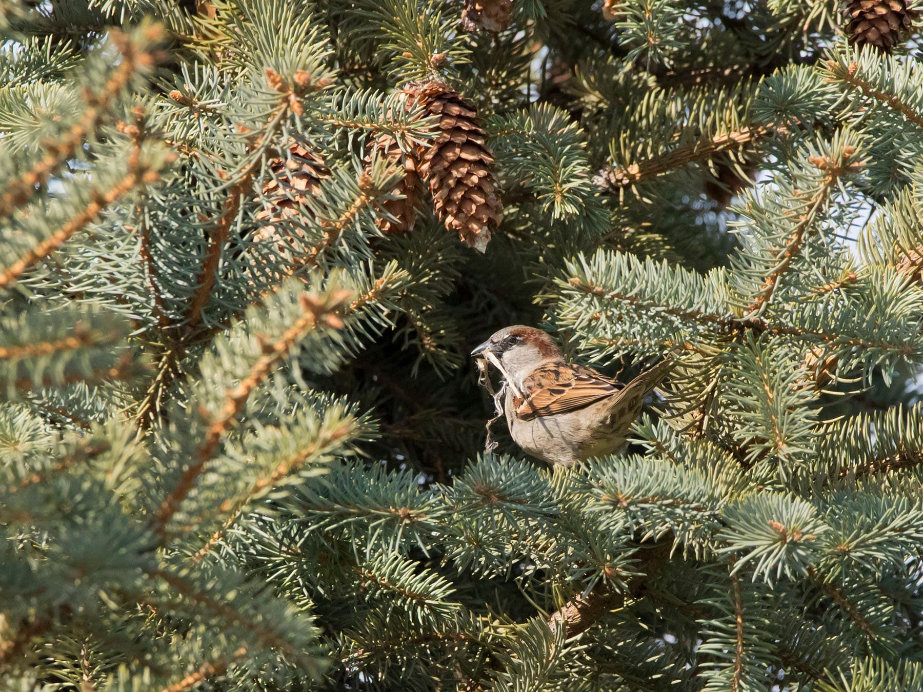 House sparrow nesting materials