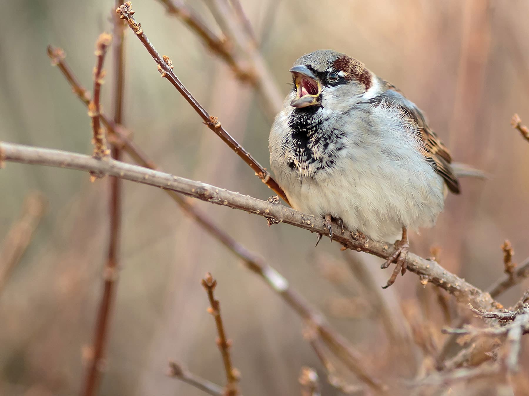 House sparrow singing from branch