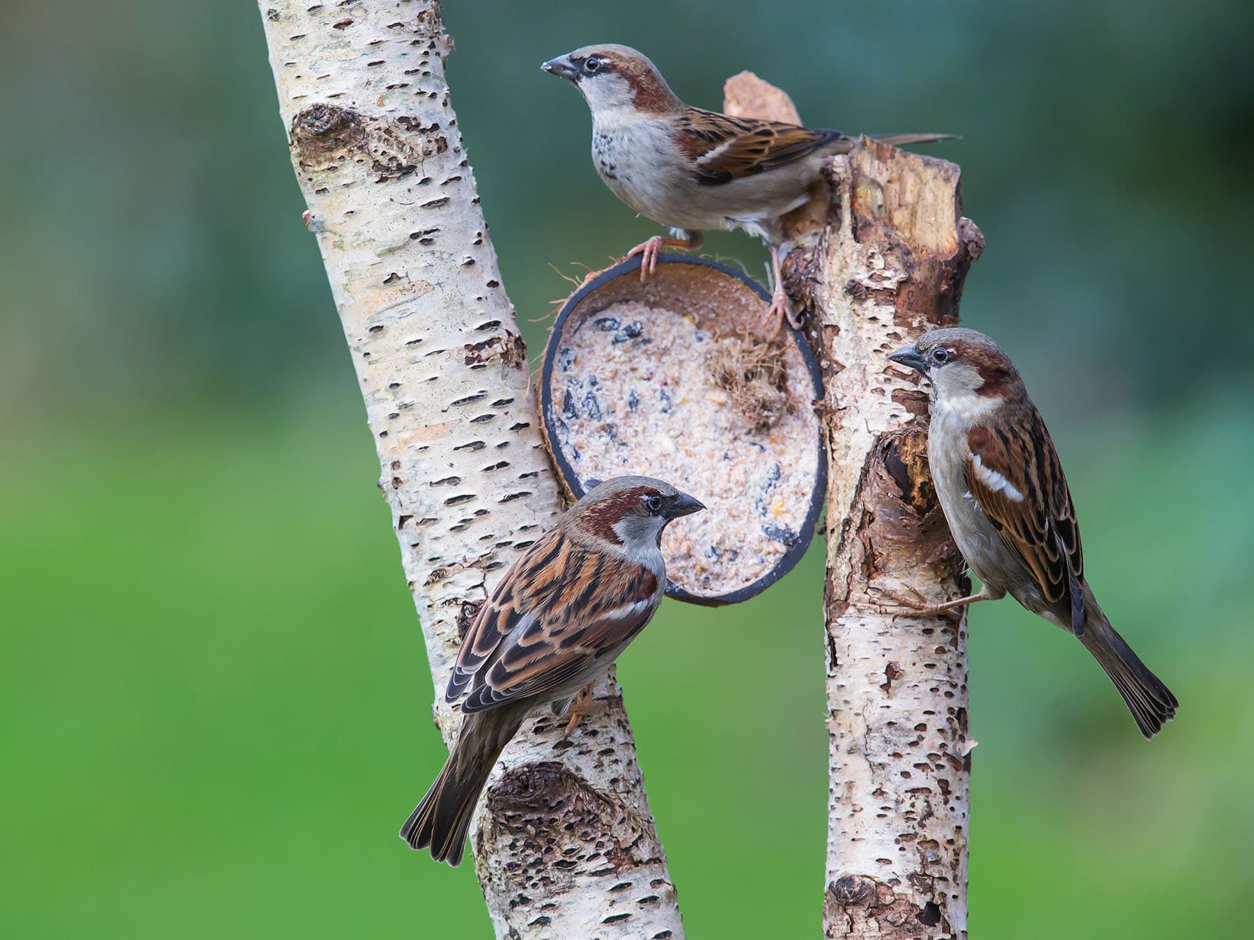 House Sparrows at a hanging fat feeder between birch trunks