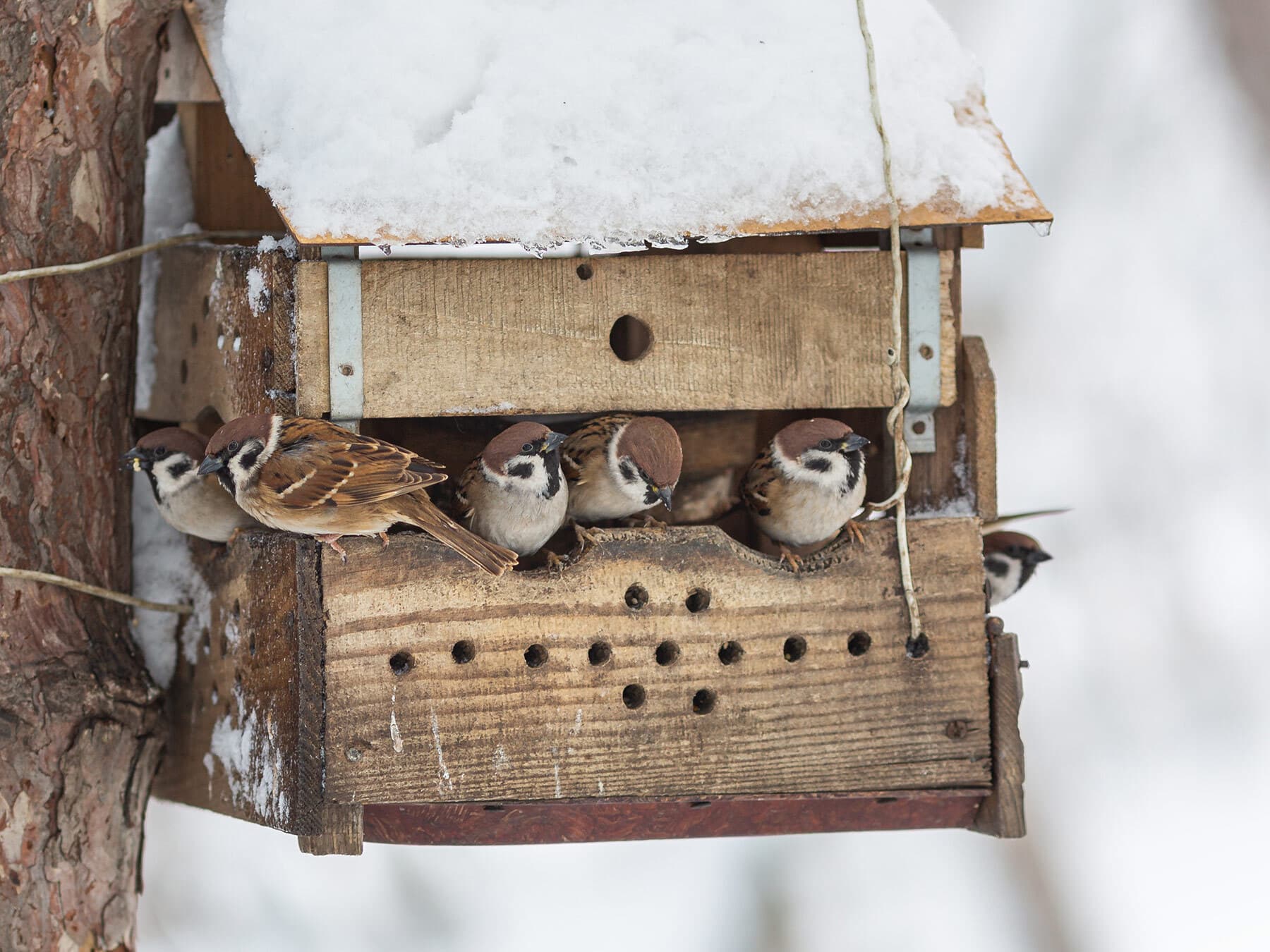 House sparrows in winter