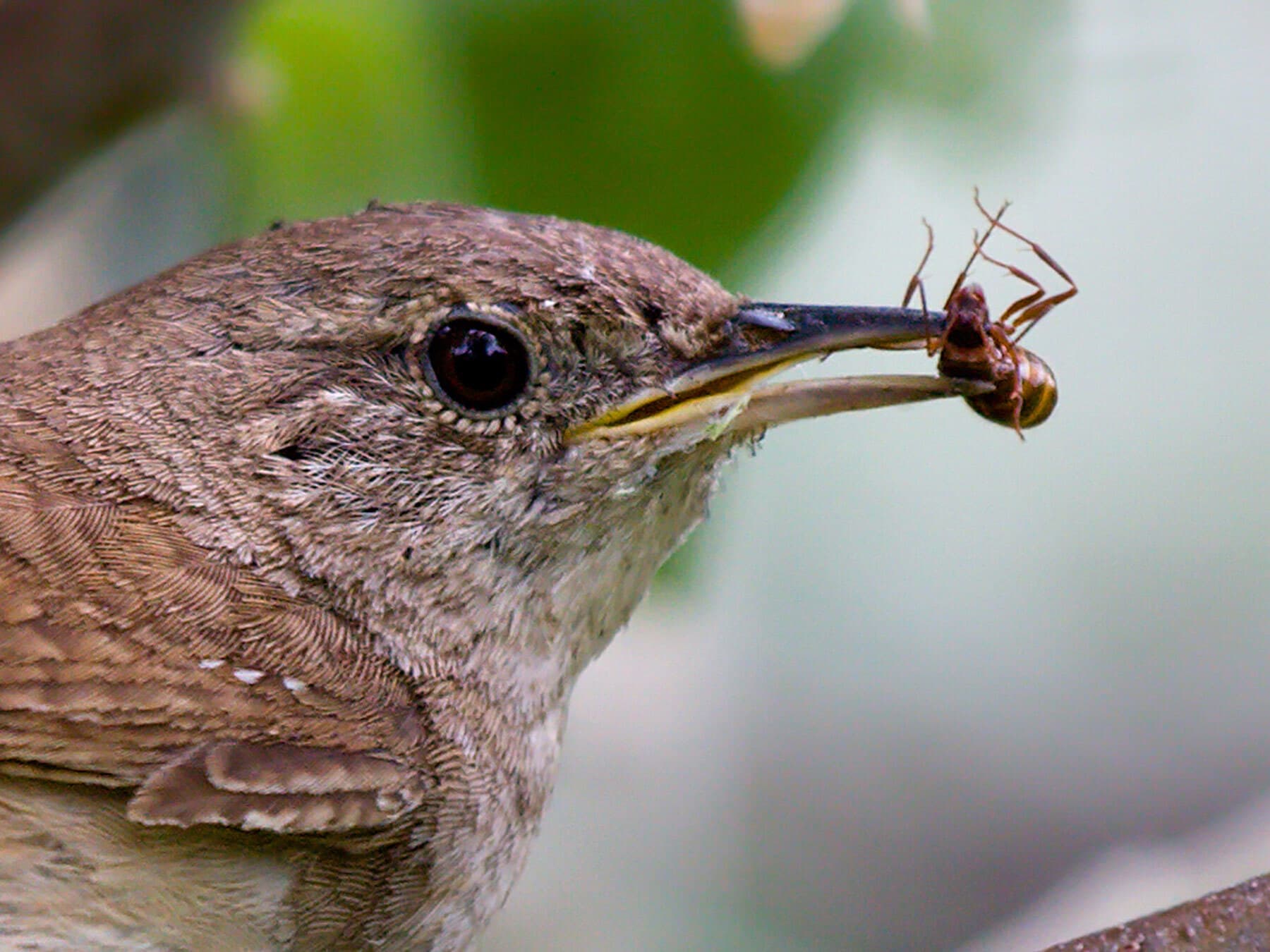 House wren eating bug
