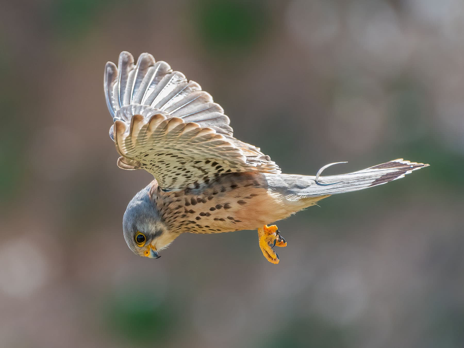 Hovering kestrel